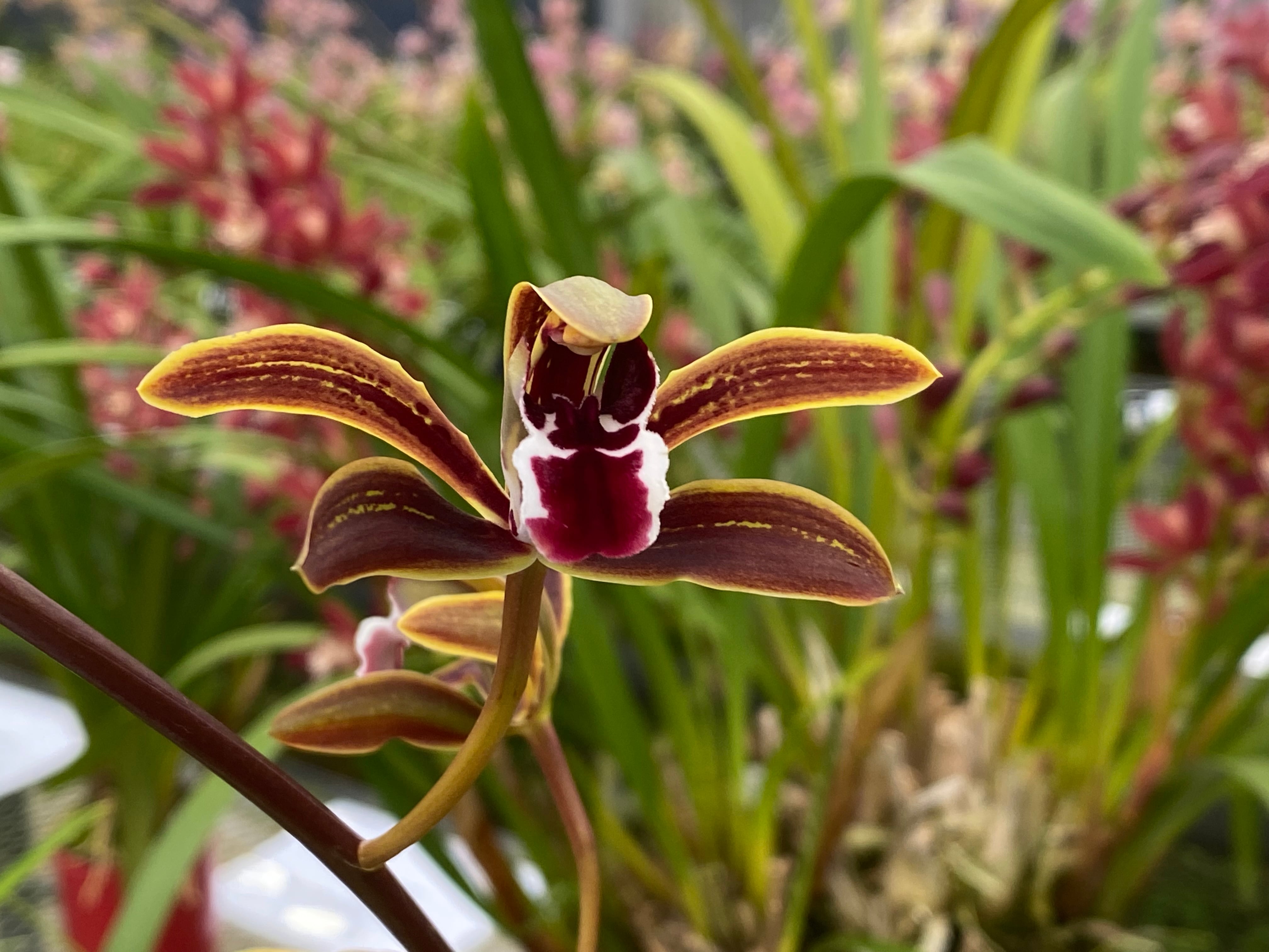 しんびすとのらん屋さんBASE【シンビジューム / シンビジウム専門店】