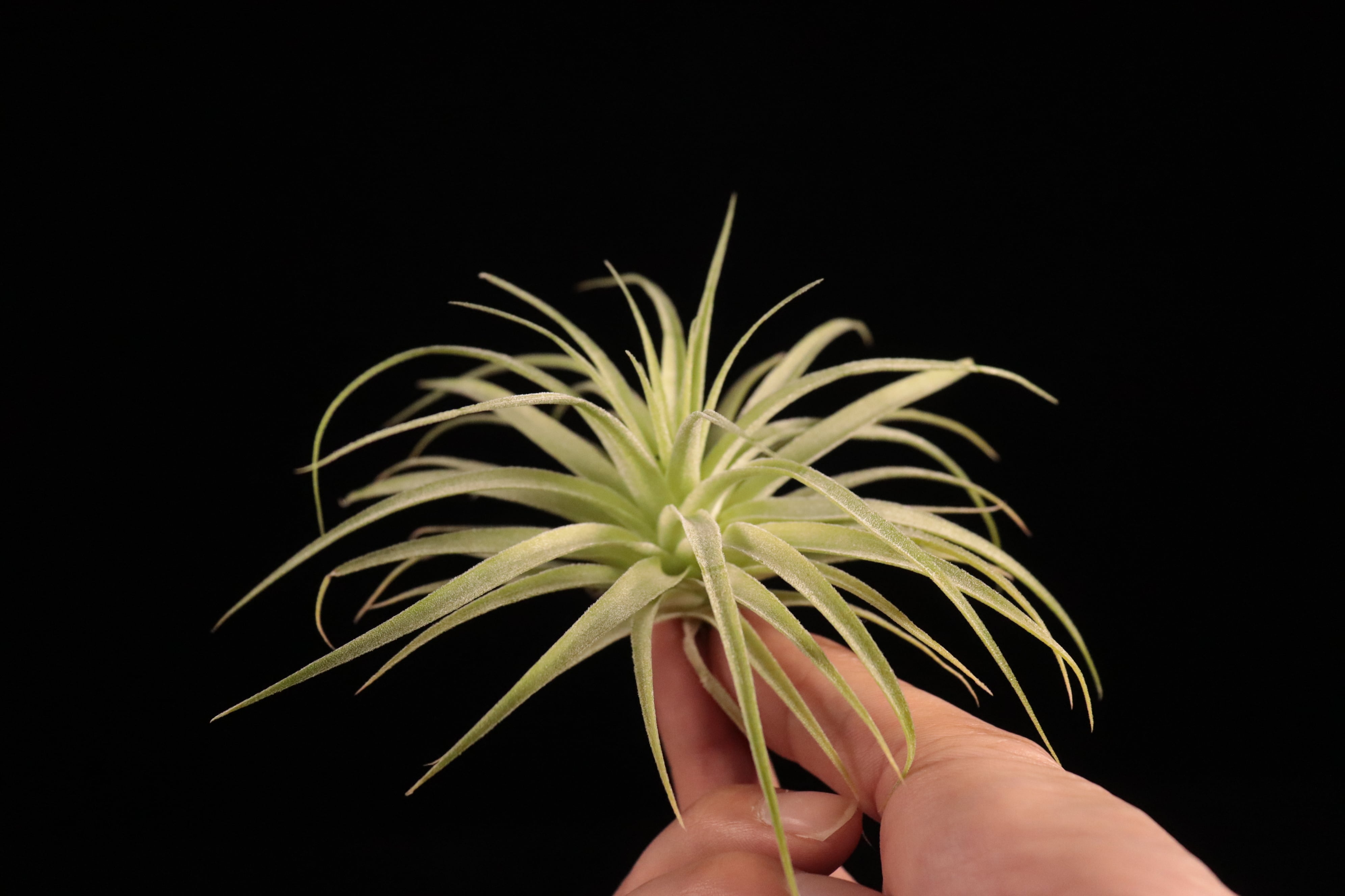 送料無料】geminiflora〔エアプランツ〕現品発送T4683 | plane plants