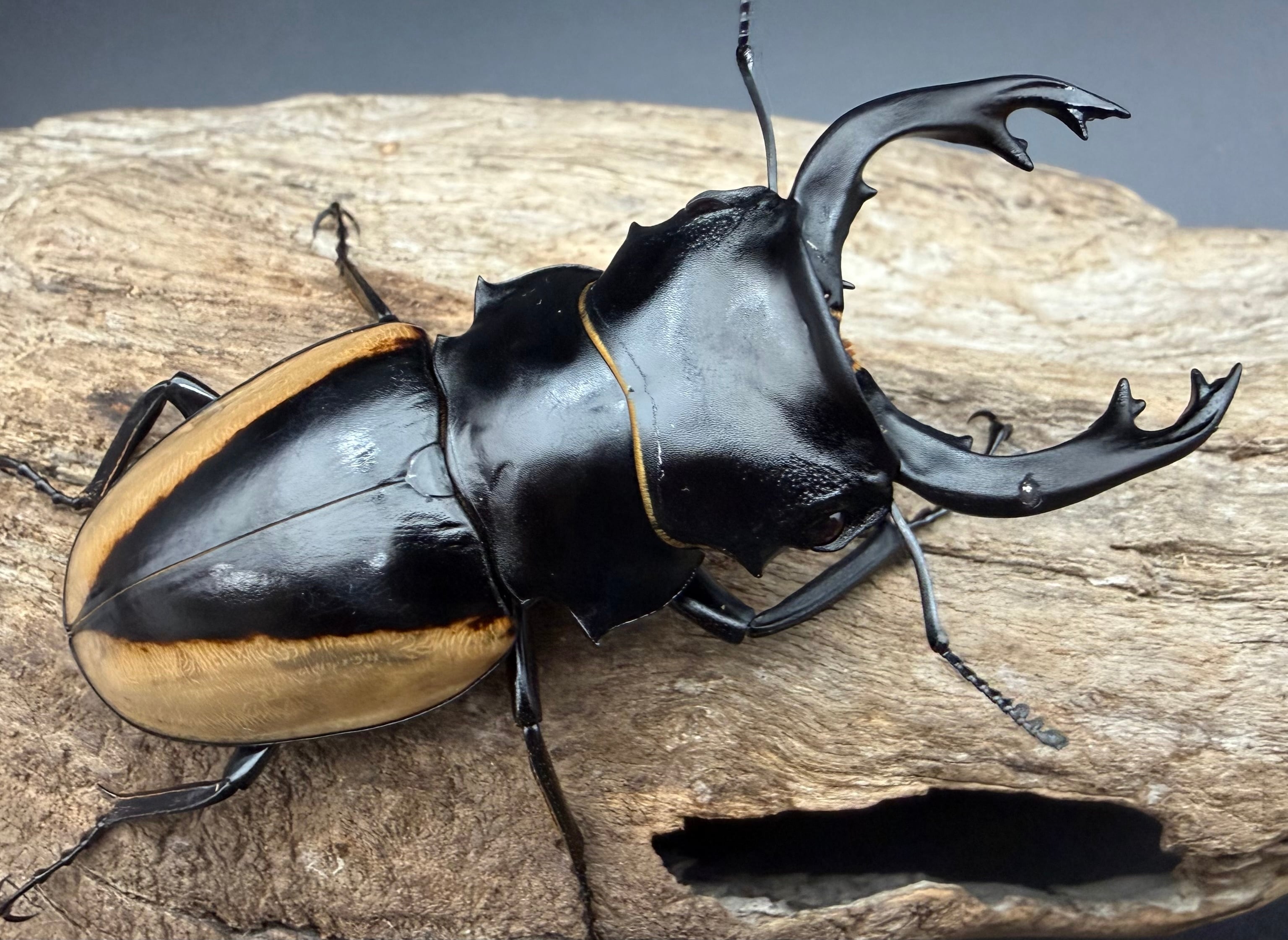 121mm】タイタンオオウスバカミキリ カブトムシクワガタハナムグリ