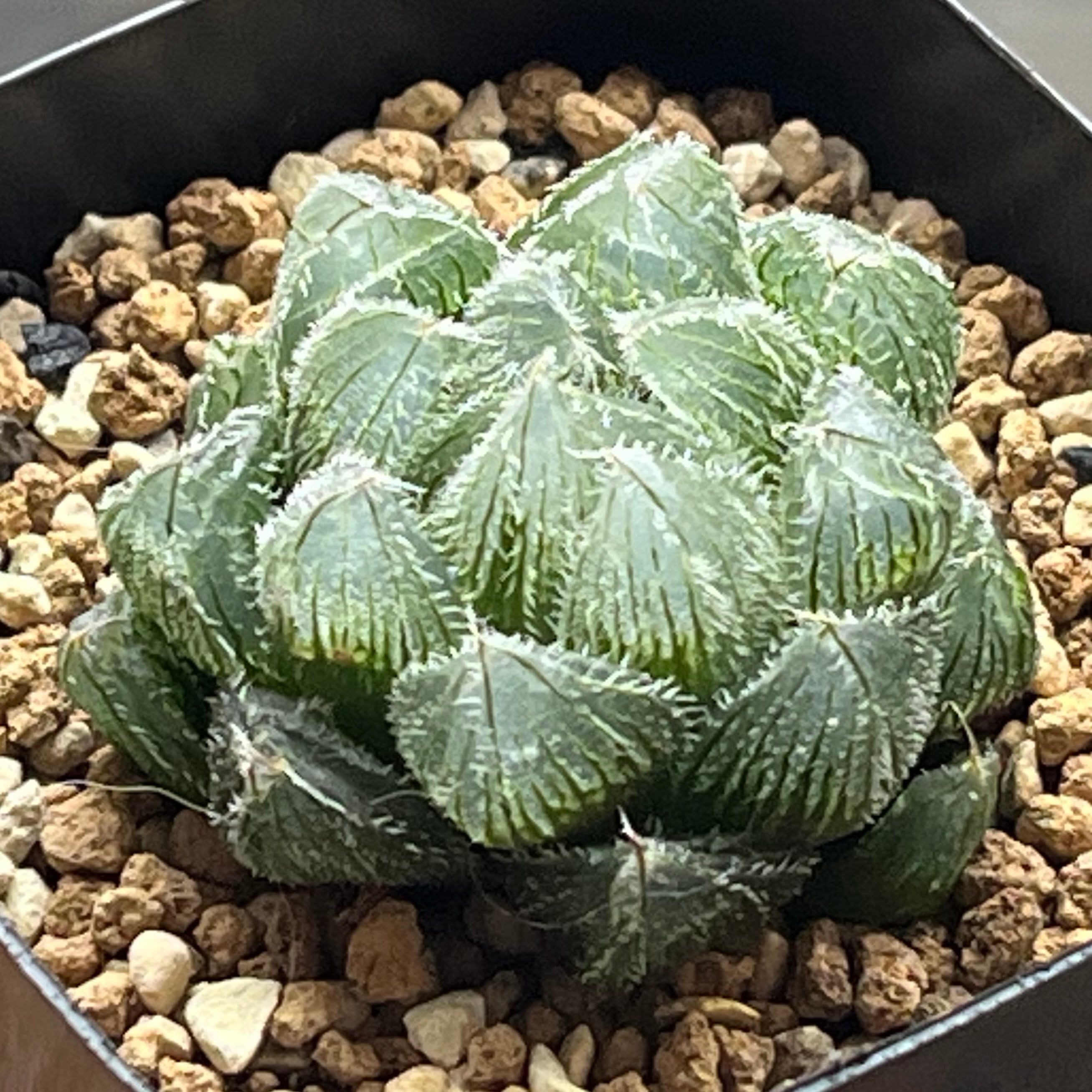 ハオルチア 雫石錦 | mocono_plants