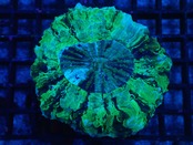 Achanthophyllia Deshayesiana 5 Premium”