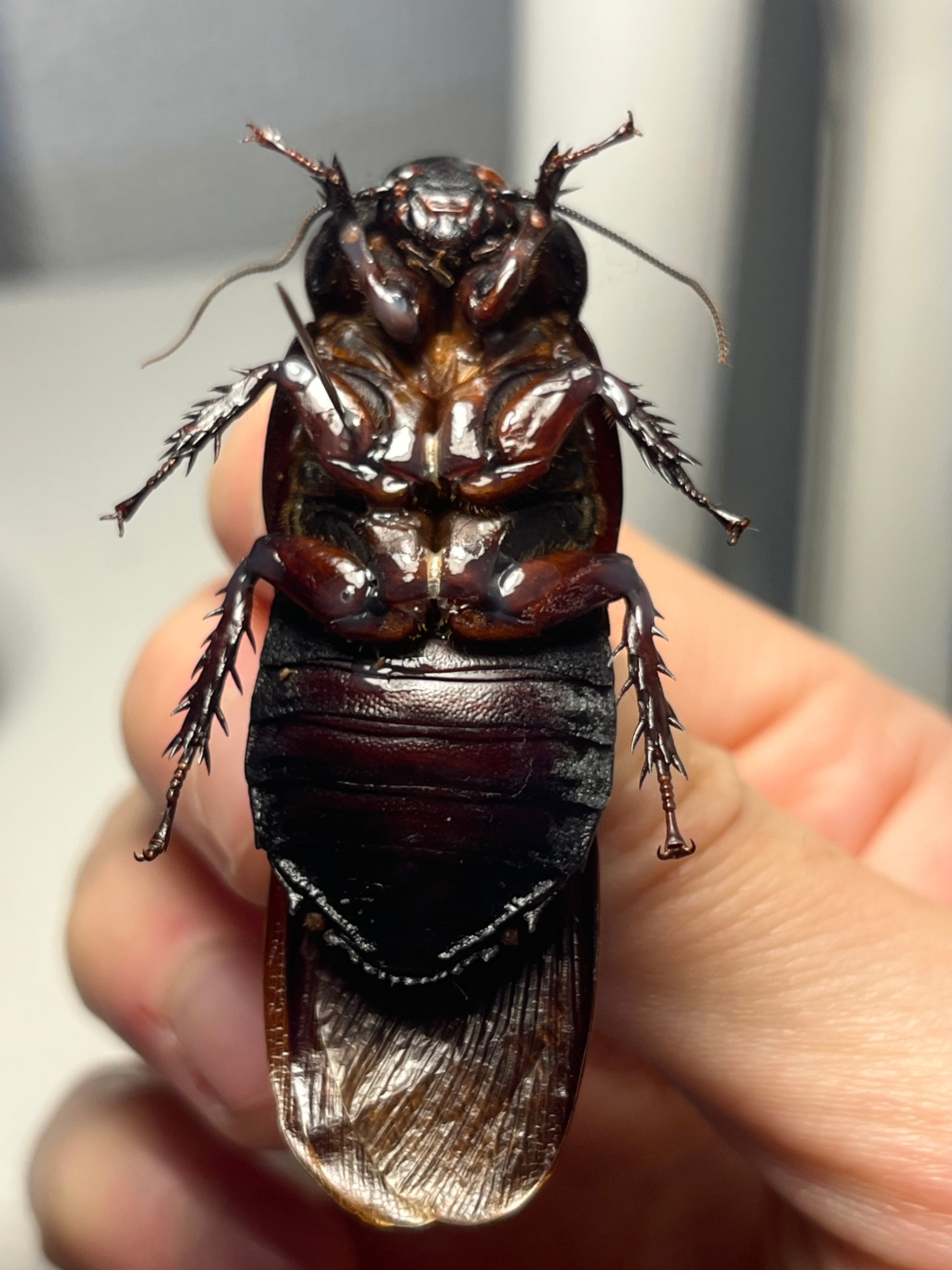 蜚標本】オオゴキブリの一種 デュビア レッドローチ ペットローチ