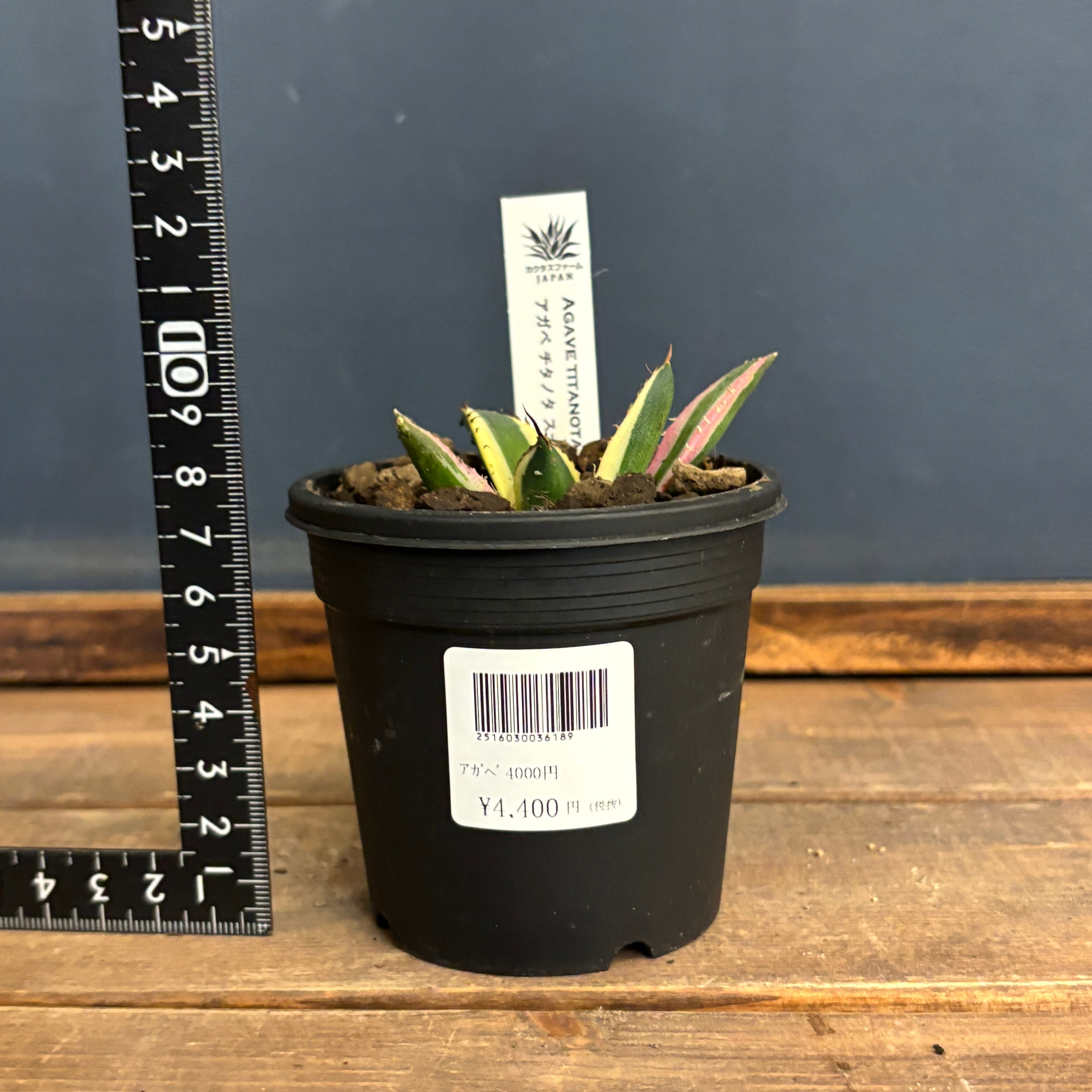 アガベ チタノタ スナグルトゥース【210】 | PROTOLEAF プロトリーフ