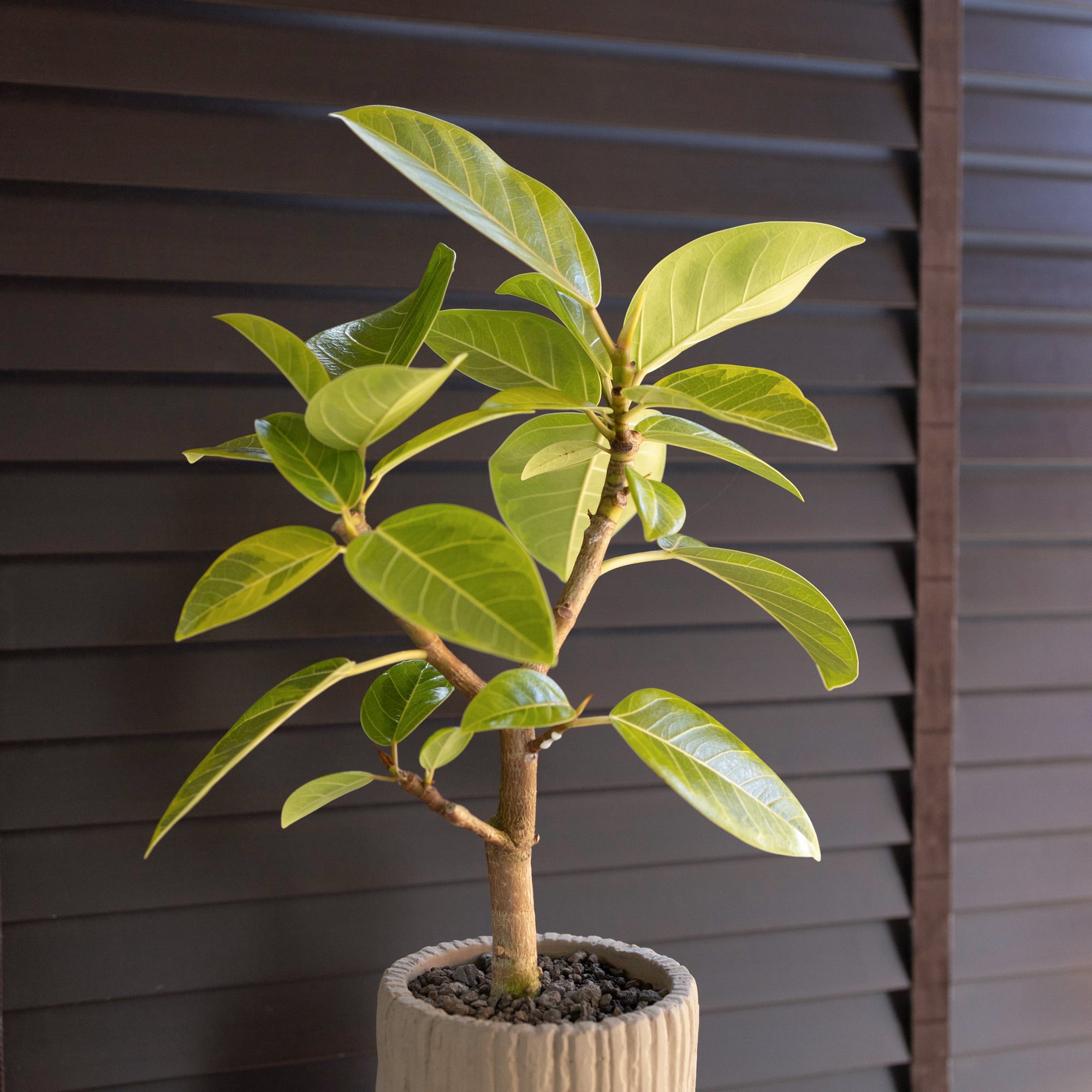 フィカス アルテシマ Altissima 4号 セメントロングポット 観葉植物