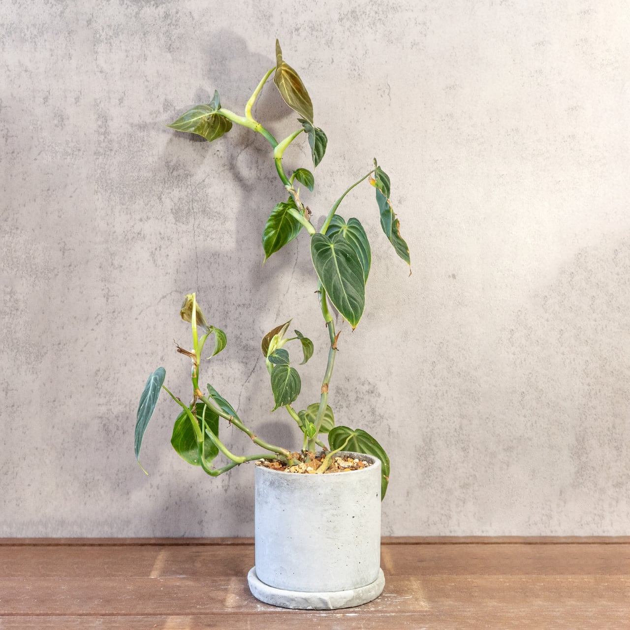 フィロデンドロン・ミカンス|光で変わるビロードの葉が美しいツル性観葉植物【手作りモルタル鉢/ビロードカズラ】