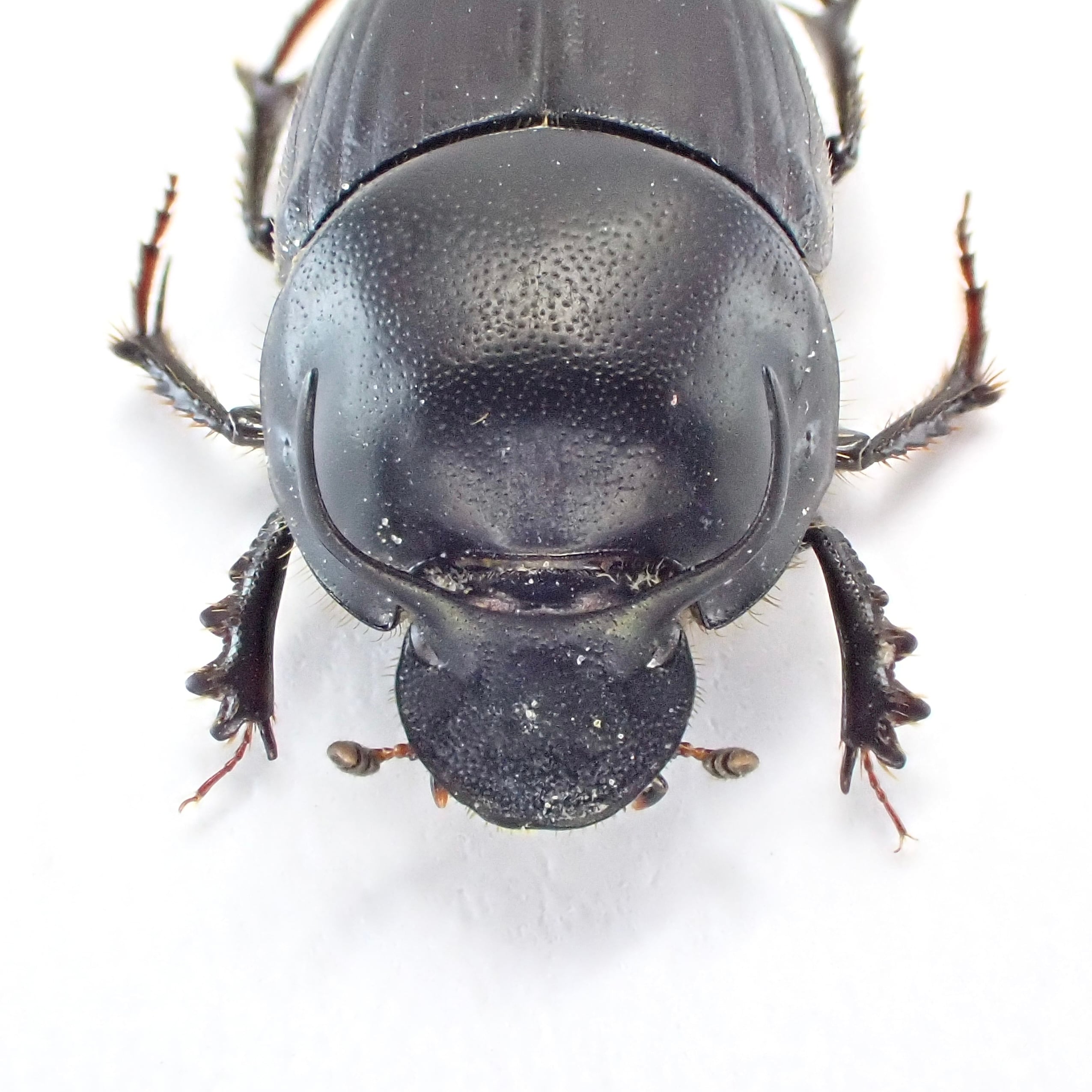 ウクライナ産 Onthophagus taurus ♂♀ 9mm/10mm | 昆虫標本 Diggers