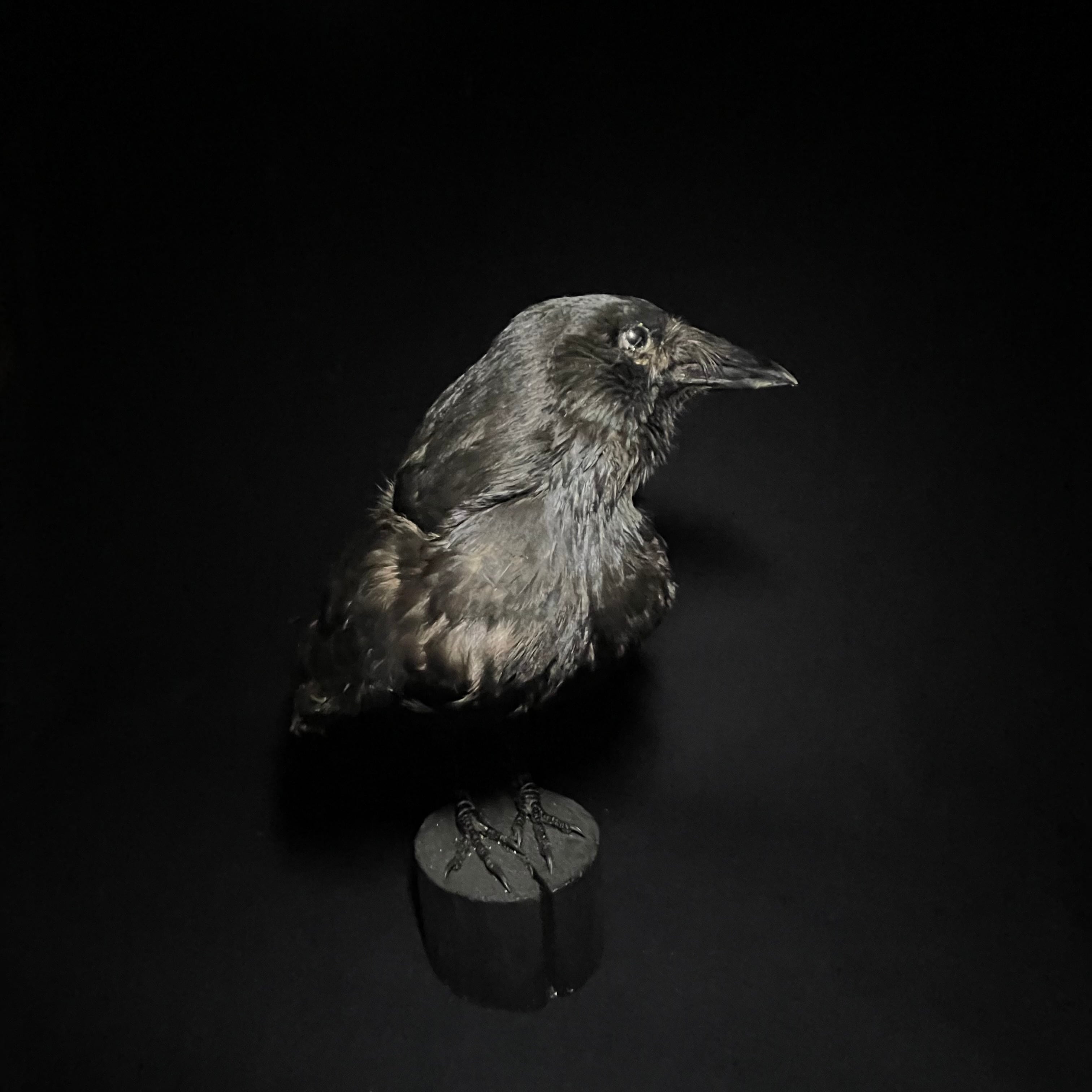 Carrion Crow/ハシボソカラス/カラス | quelque jour（フランス