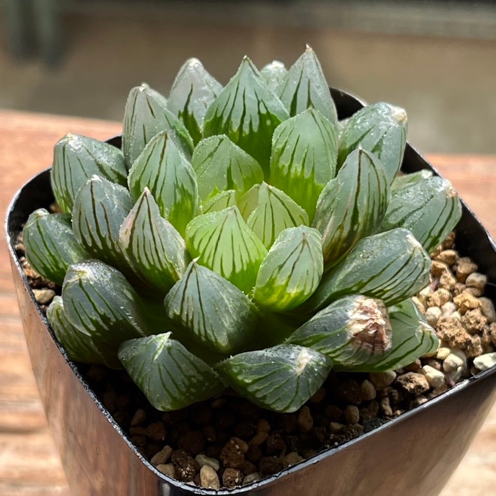 ハオルチア 竜爪 オブツーサ錦 | mocono_plants