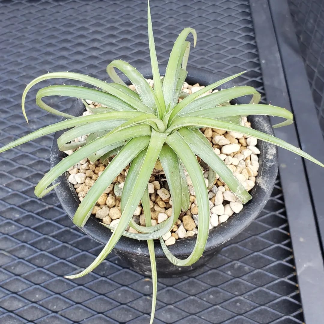 原種系 | レアプランツ通販サイトPlants Maniax（プランツ・マニアックス）