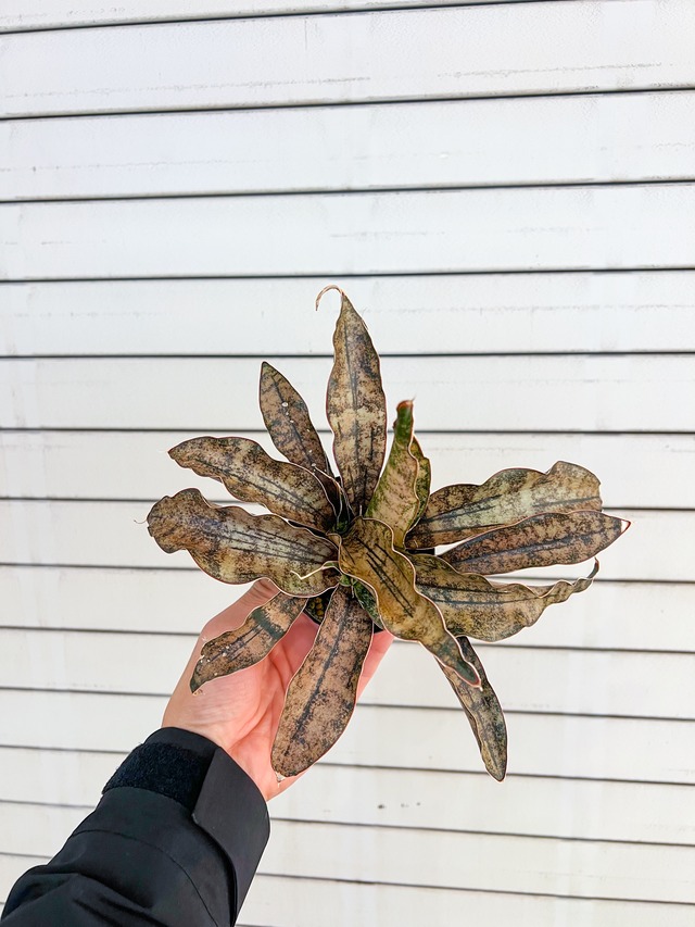 ブロンズカラーの渋いレアなサンセベリア キルキーコパートン