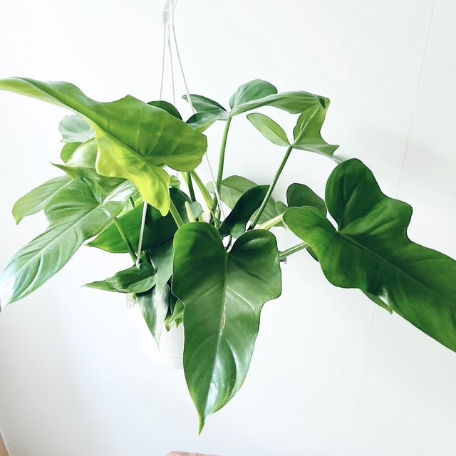 切れ込みが美しい艶葉＊フィロデンドロン・パンドラ【calm cafe】