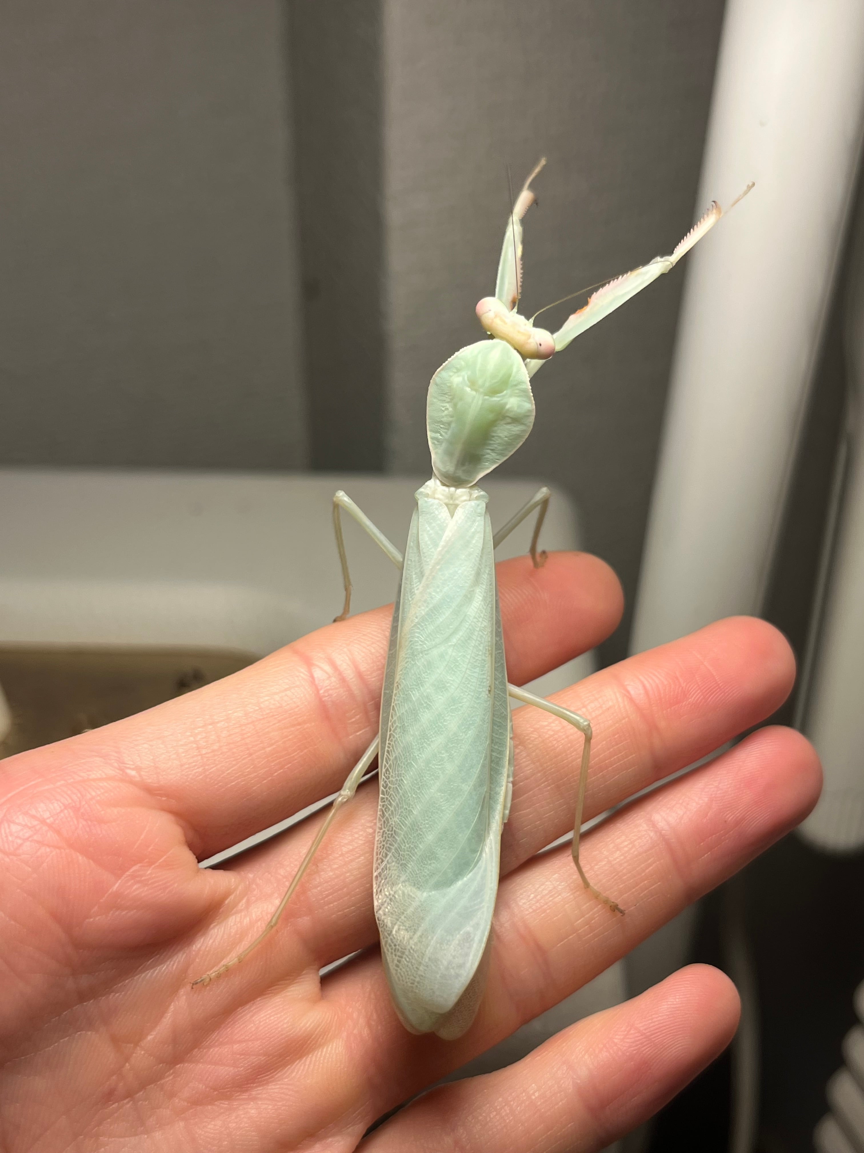 カマキリ | オモニキチュウ