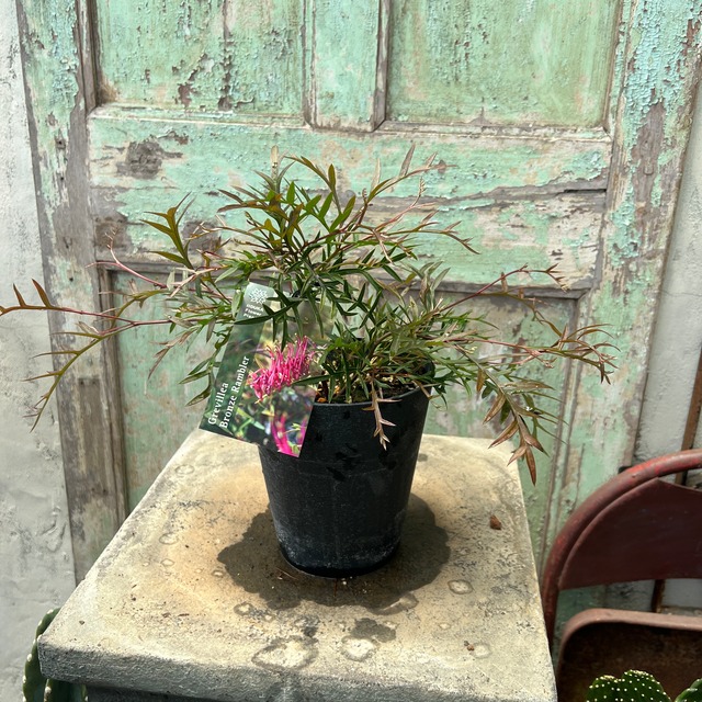 グレビレア　ブロンズランバー①