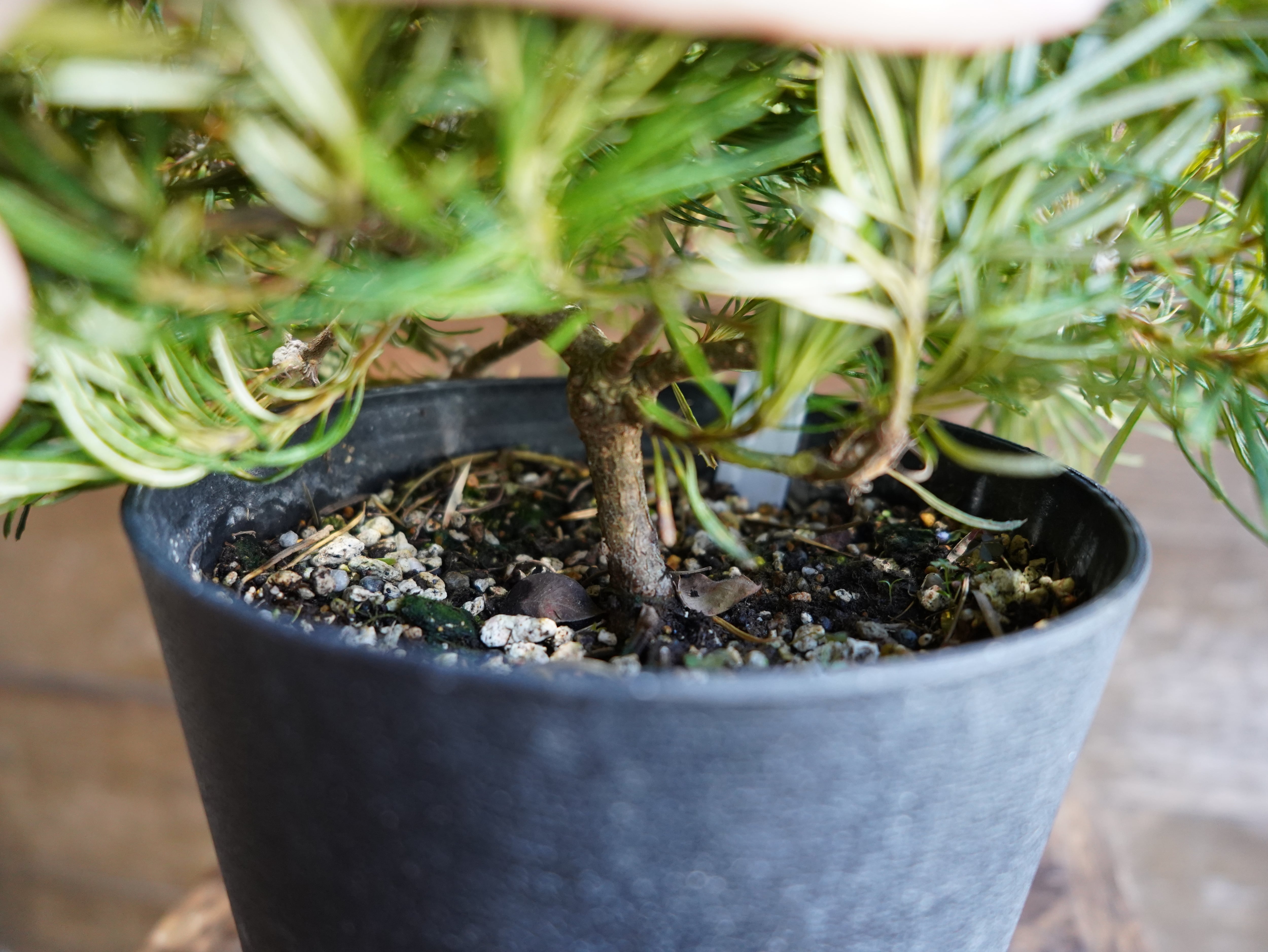 【現物】バンクシア ”バースデーキャンドル” B