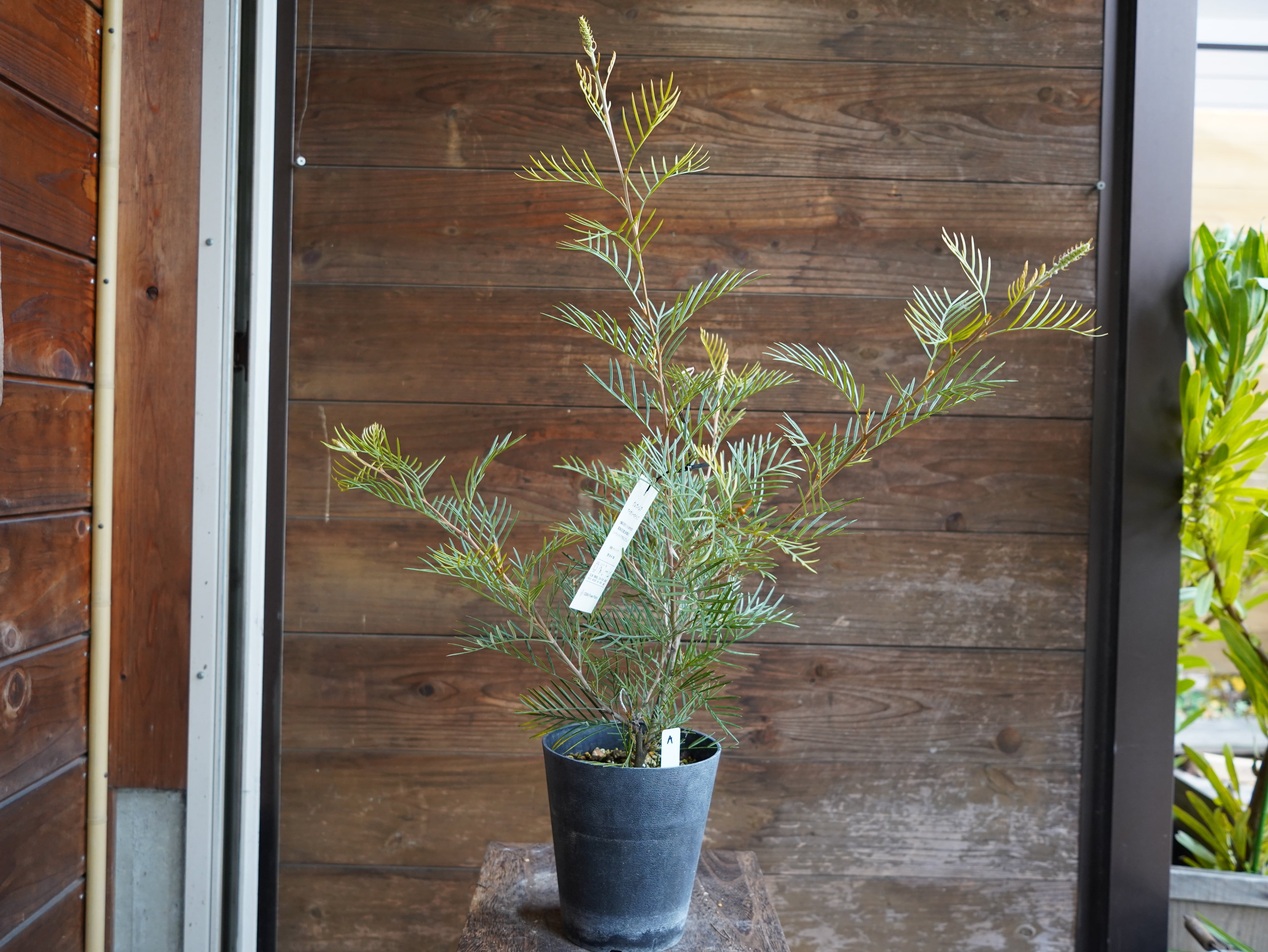 【現物】グレビレア　”アイボリーホイップ”　A