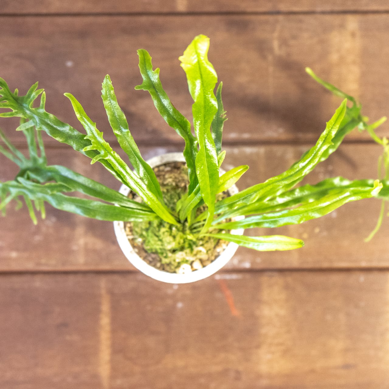 波打つ葉、うねる緑の芸術。さざなみ雲龍を、手づくりモルタル鉢に設えて。一つひとつ手で作り、一つひとつ想いを込めた特別な一鉢。■虫発生抑制【全国一律送料850円】