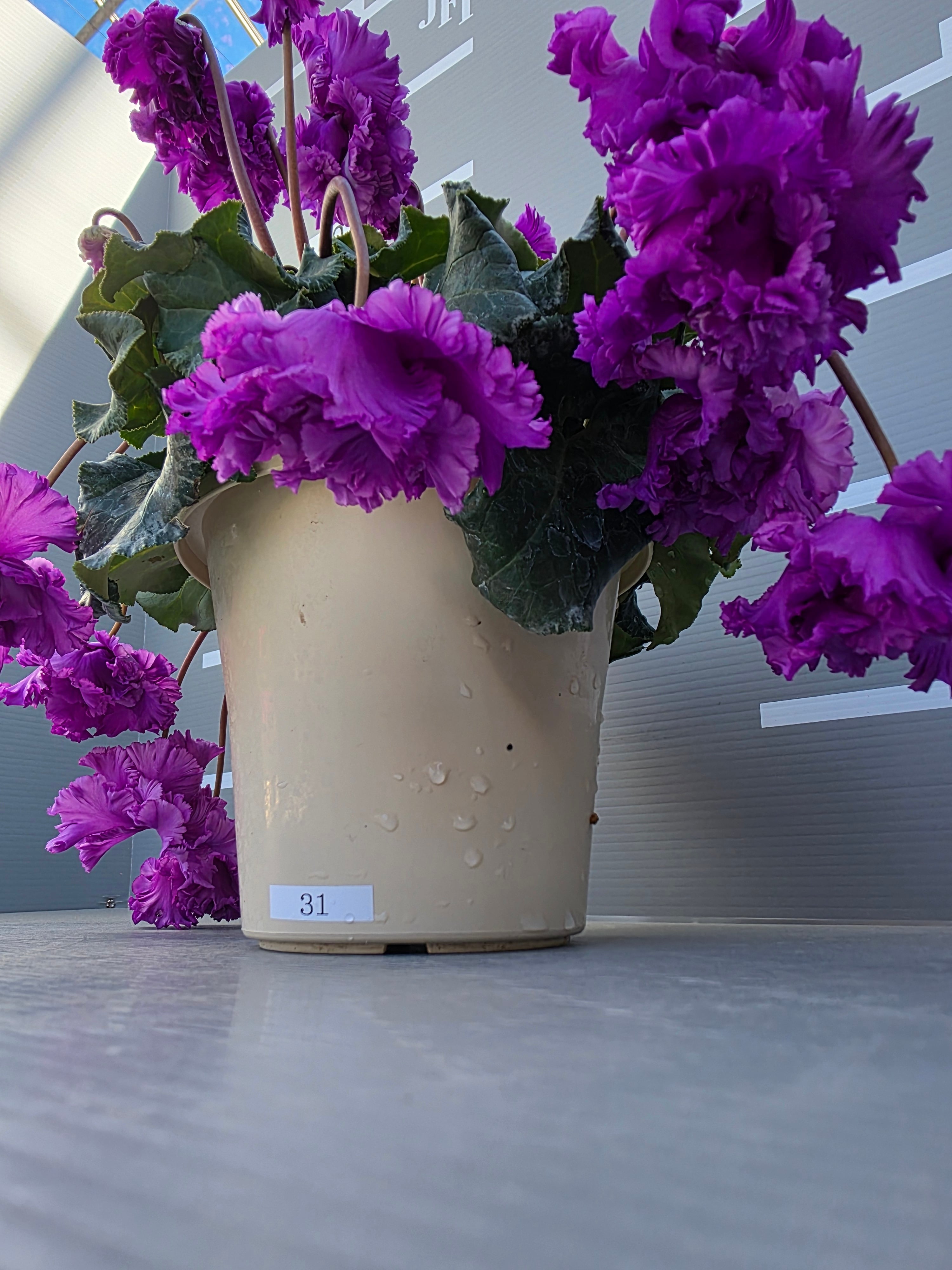 新花色】シクラメン5号鉢 FLOW～EL～ フローエル31 ブルー系 | hayashi