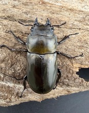 【F0】《ローゼンベルグオウゴンオニクワガタ 40mm ♀単》