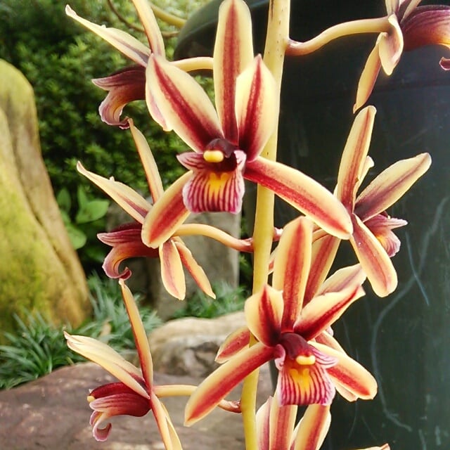 hanazukin（花ずきん） 農家直送の花苗・シンビジュームの花束