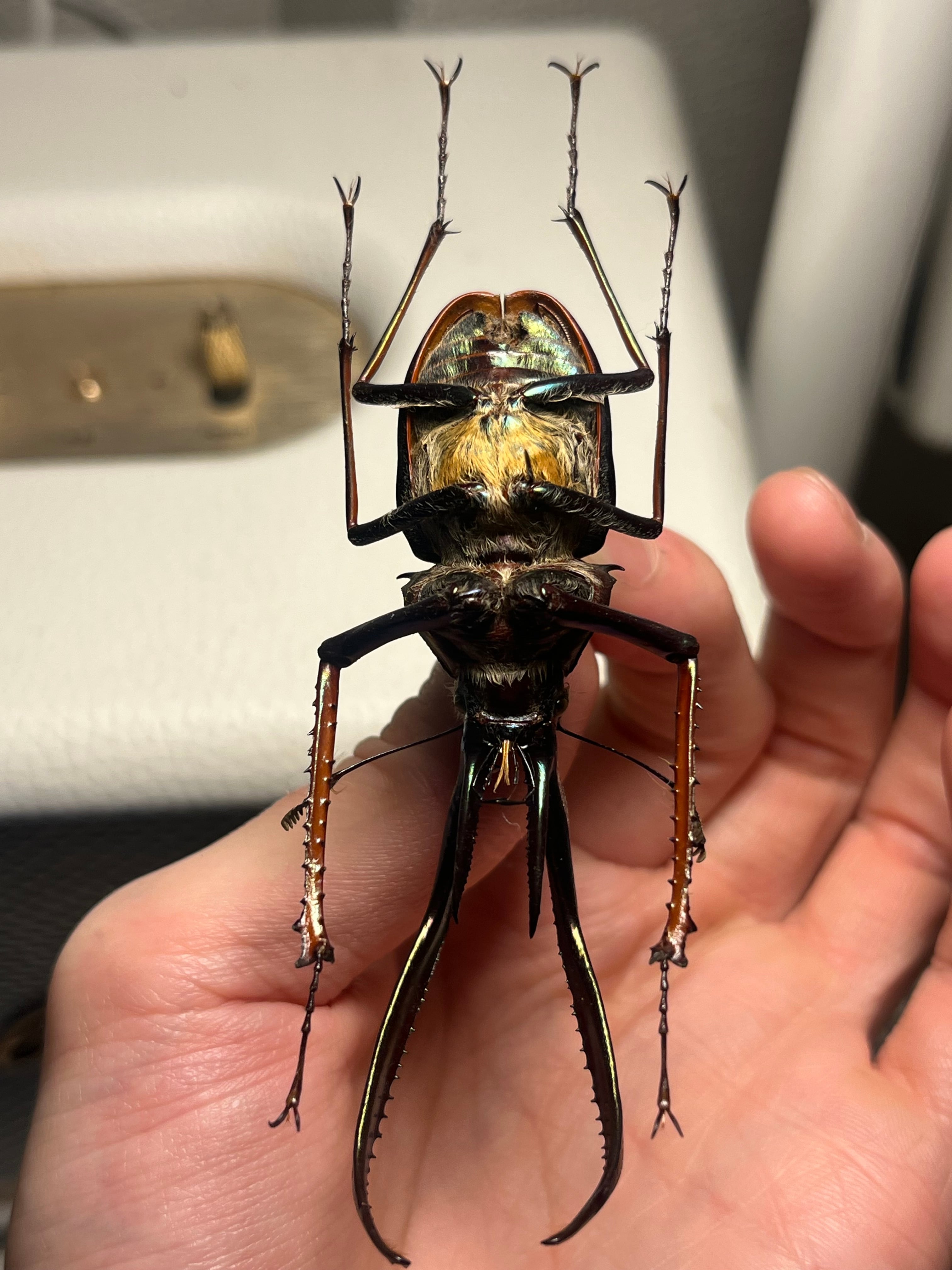 【未展足73mm】ホロメタリクスチリクワガタ シワバネクワガタ コガシラクワガタ PARATYPE】ホロメタリクスチリクワガタ 56mm シワバネクワガタ