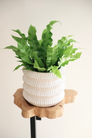 【S】アスプレニウム エメラルドウェーブ/Asplenium ※陶器鉢カバー付き