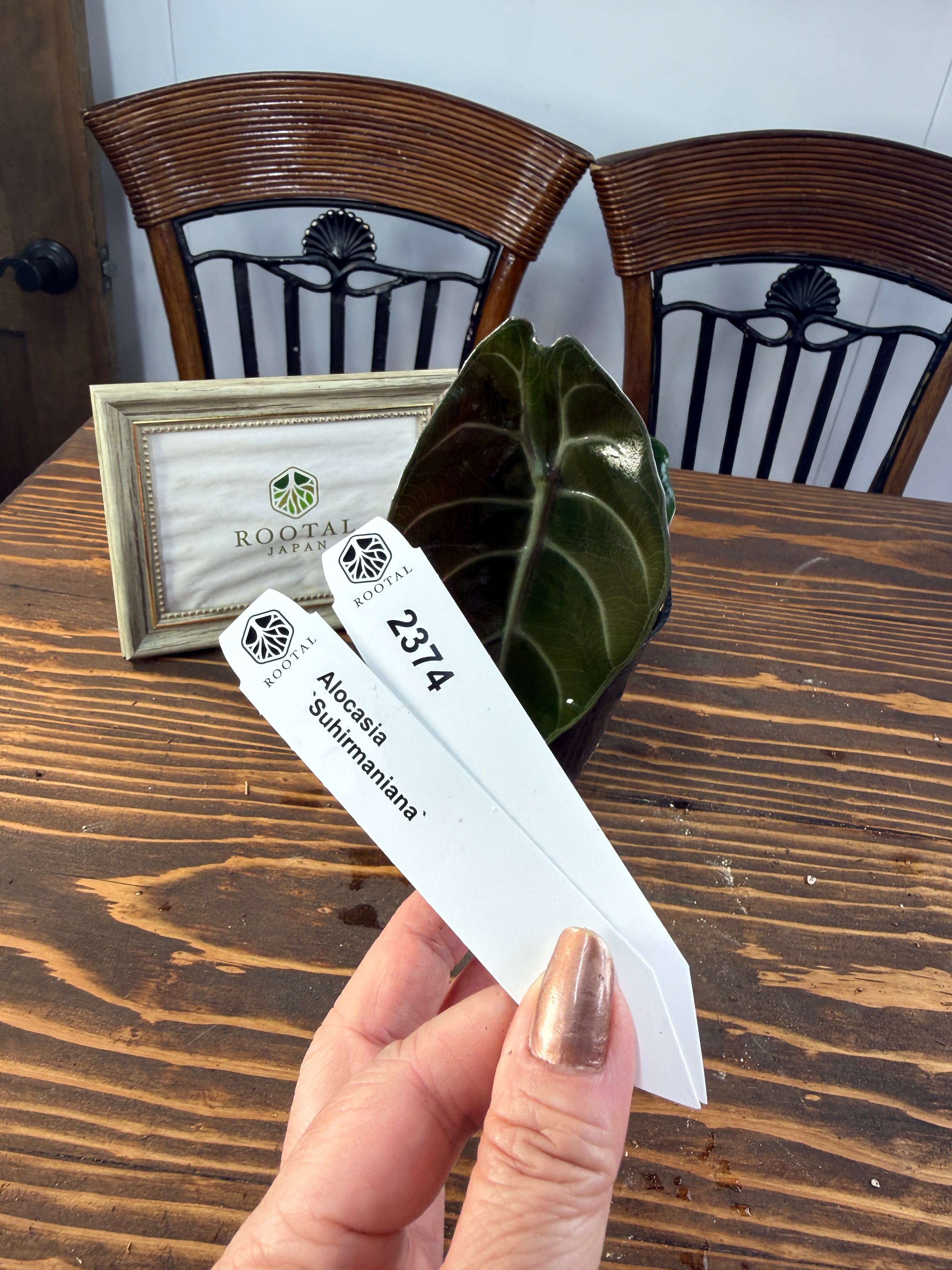 ★2374【渋く輝くハート型】アロカシア スーヒルマニアナ(3.5号ポット)