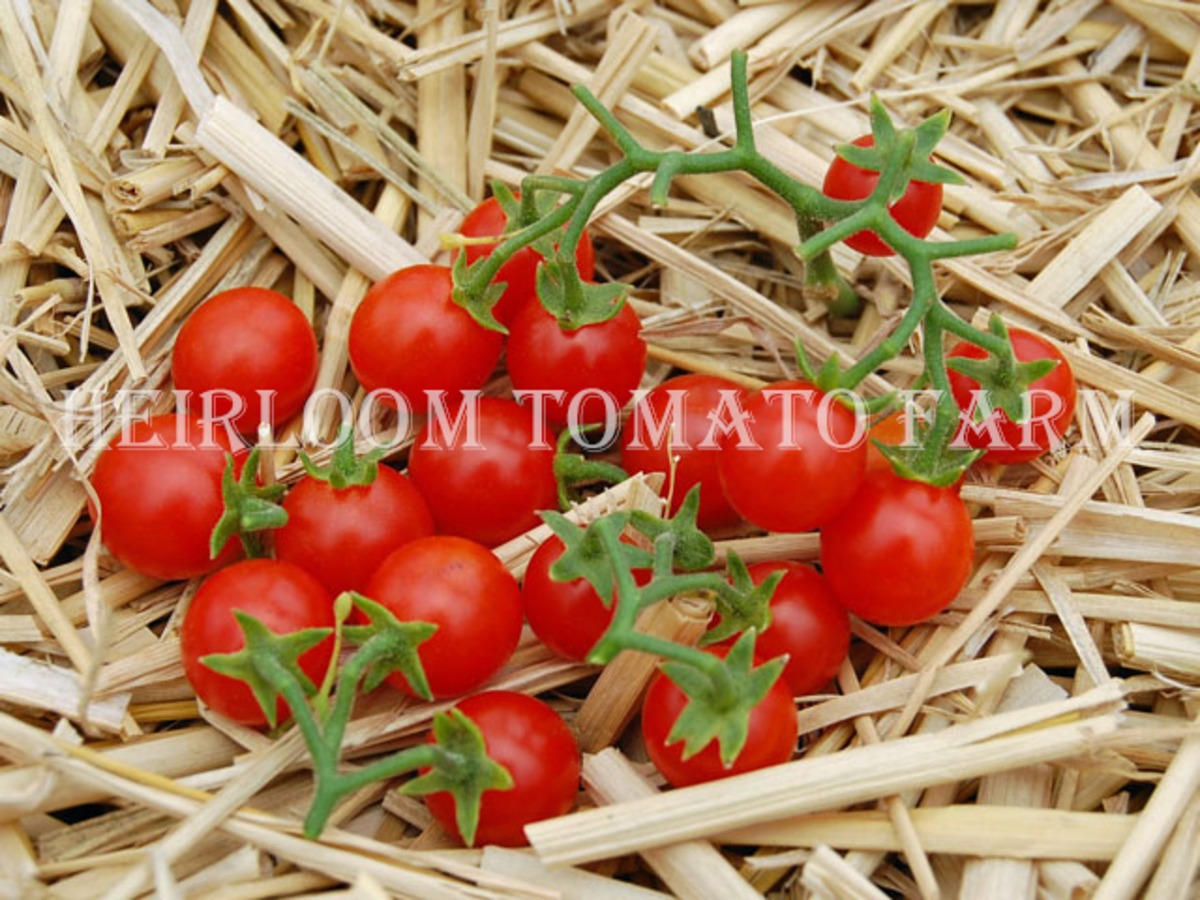 Heirloom Tomato Hundreds And Thousands エアルーム トマト ハンドレッズ アンド サウザンズ Heirloom Tomato Farm