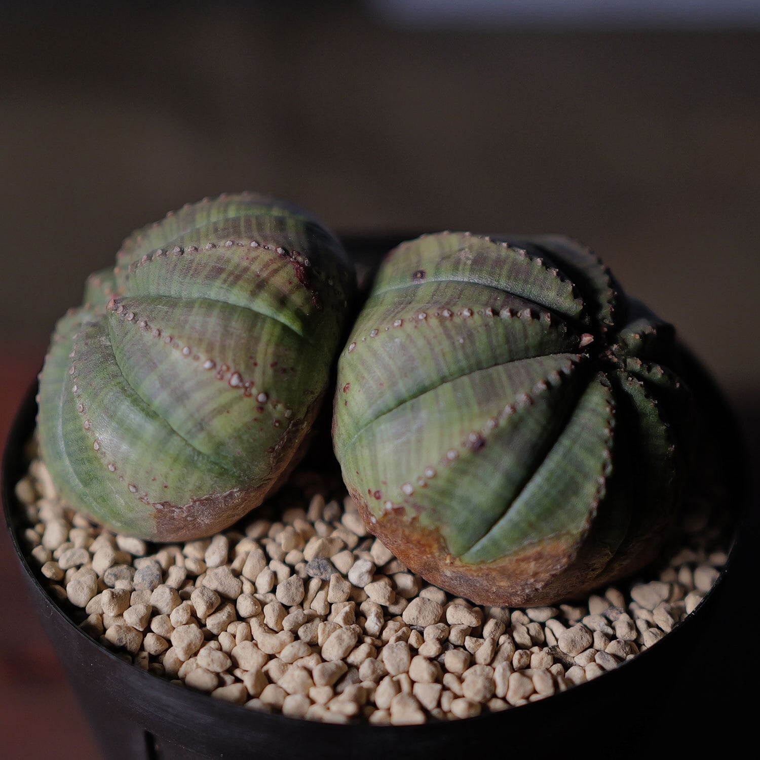 H*様 木質化 オベサ 成長点潰れ3号サイズ ユーフォルビア オベサ