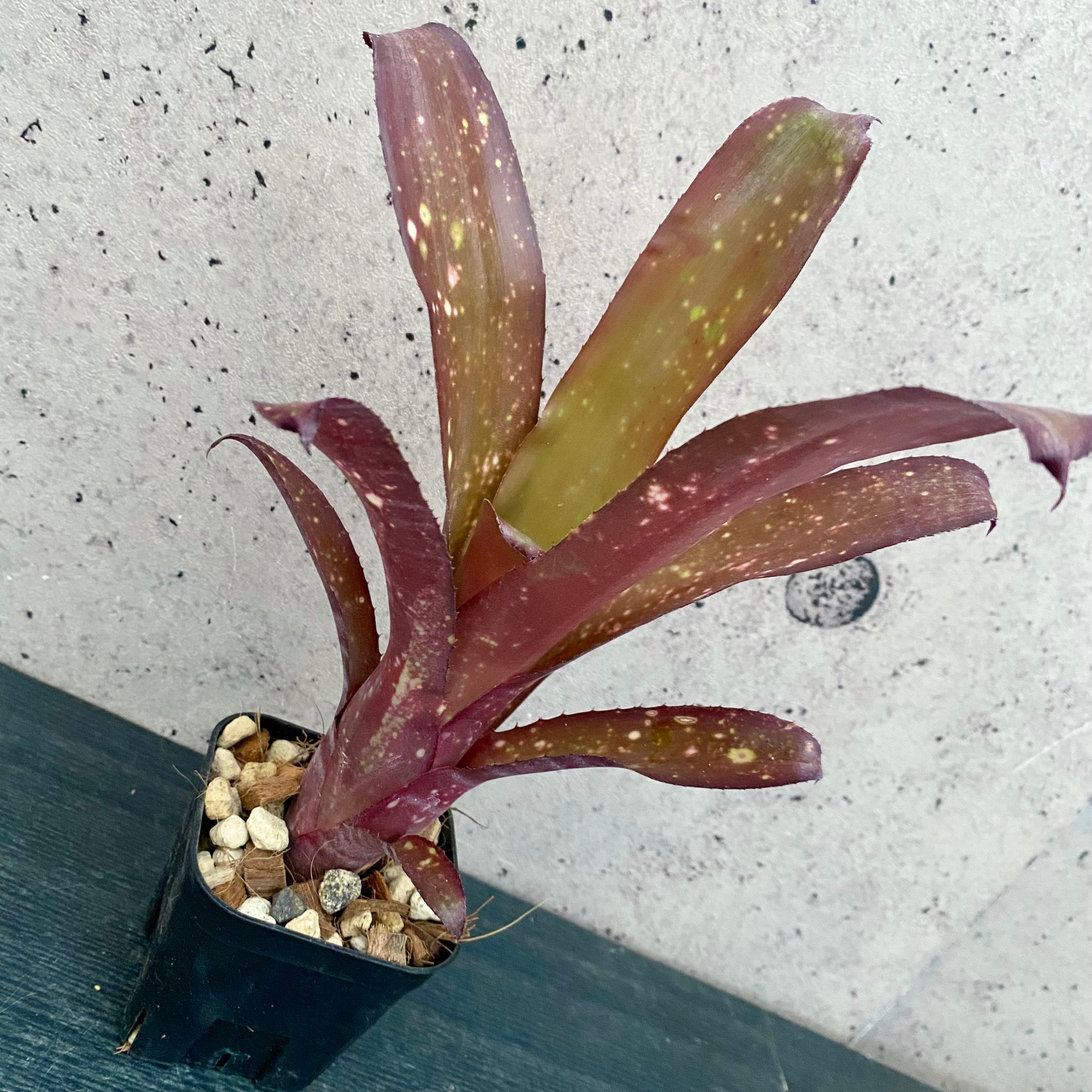 タンクブロメリア | Planet Plants プラネットプランツ