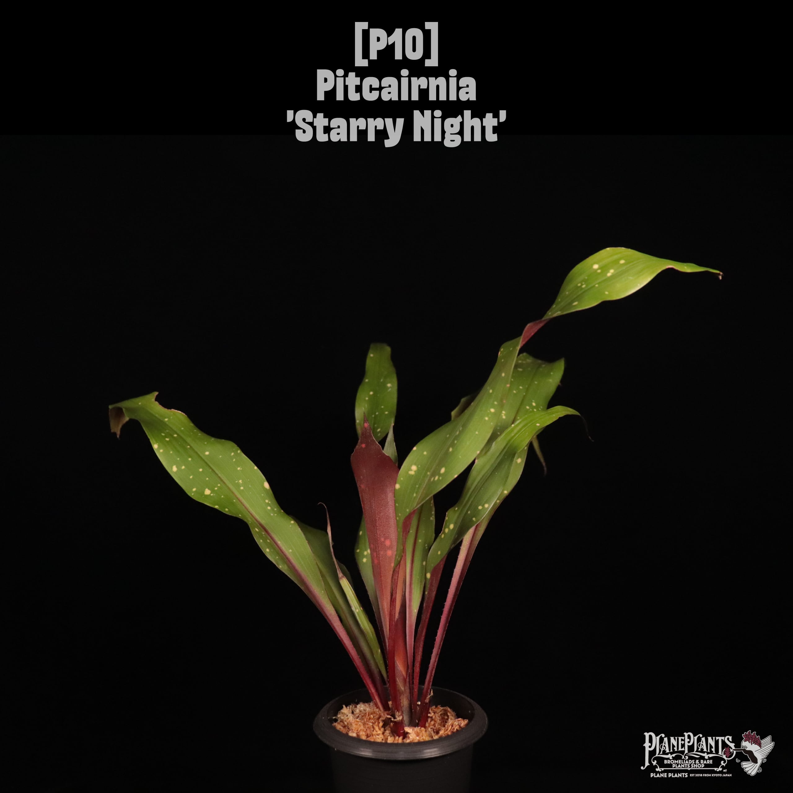 【reserved】 Pitcairnia 'Starry Night'〔ピトカイルニア〕P10