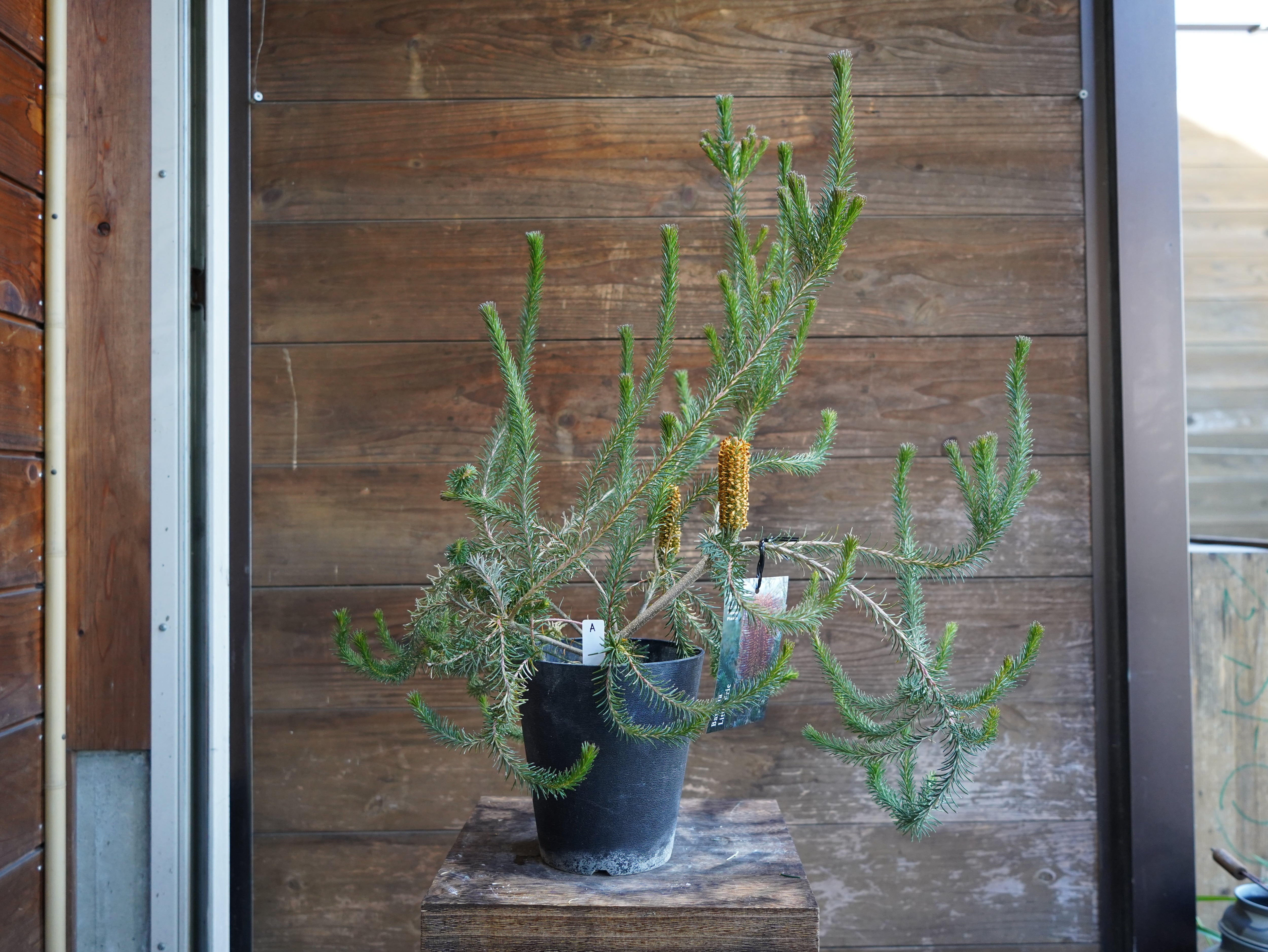 【現物】バンクシア　”リトルエリック”　A　