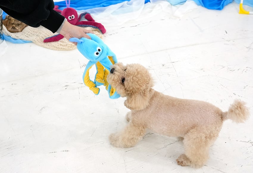 stretch octopus toy 2color /  ノーズワーク ペット 犬 おもちゃ 知育玩具 おやつ隠し 可愛い わんちゃん ストレス解消 音が鳴る toy カシャカシャ toy10