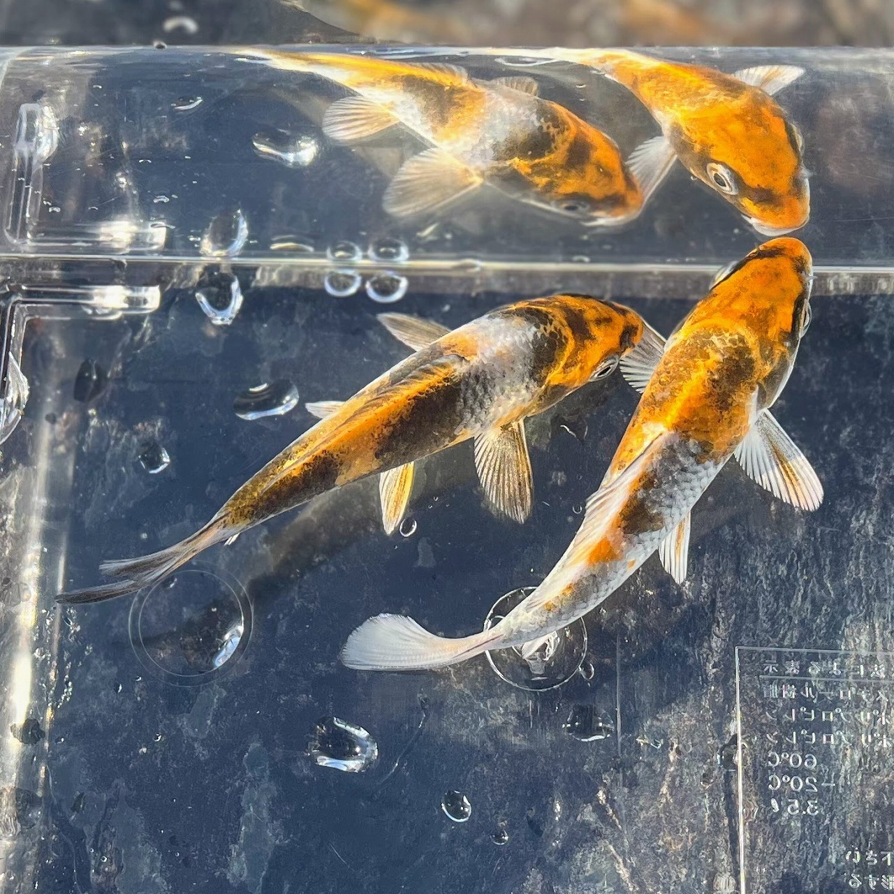 （錦鯉）金昭和　（1匹）【生体】