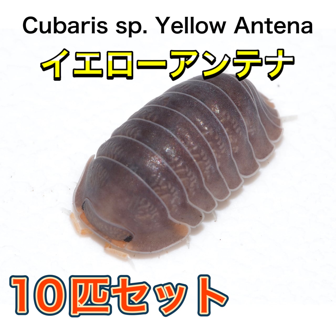 のれそれ ダンゴムシ 茶色いブラウン しぇふ染め イエローアンテナダンゴムシ 10匹セット | 昆虫ショップ BUG FOREST