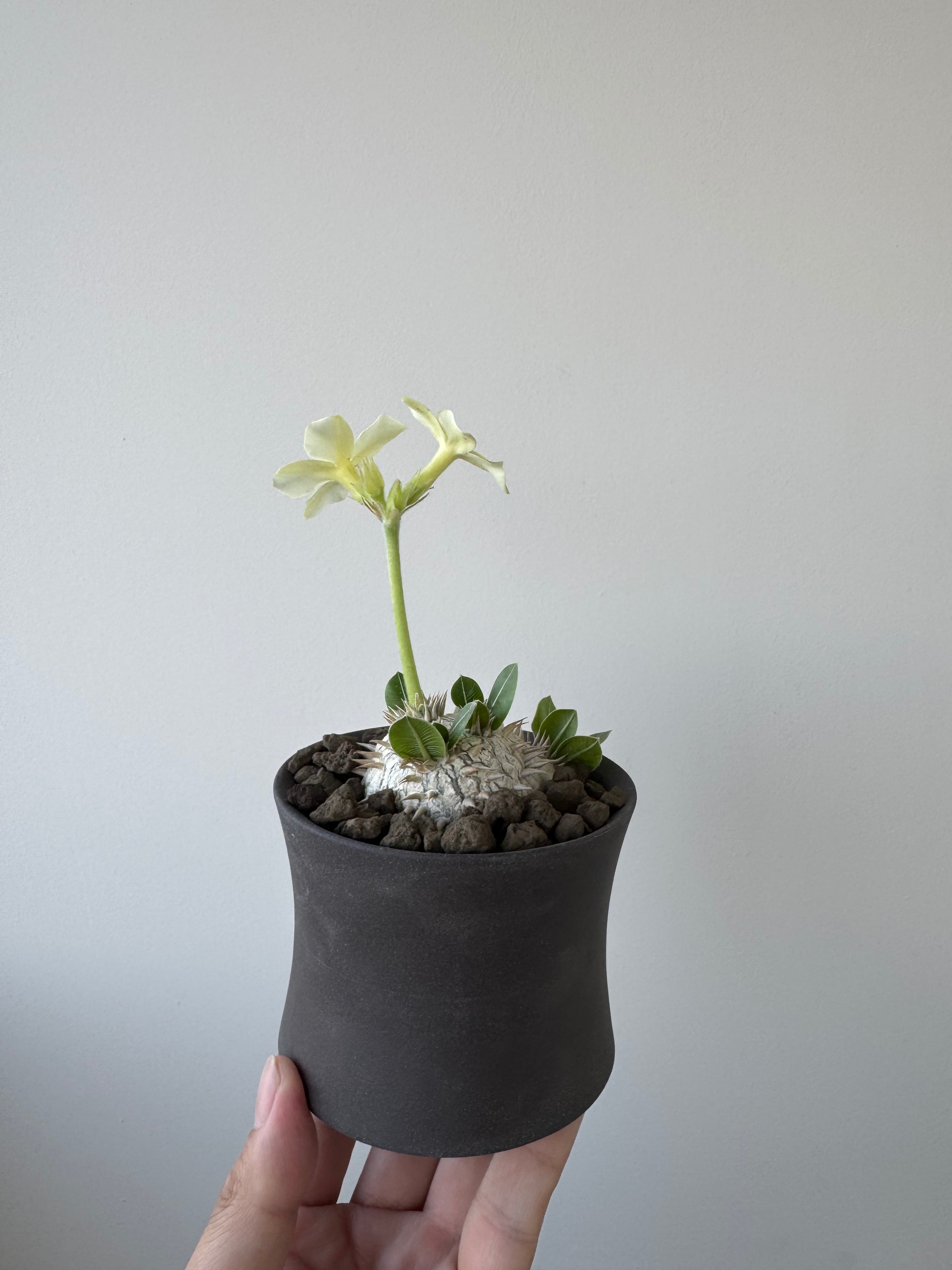 パキポディウム　恵比寿笑い　VALIEM鉢付き 新着】Pachypodium brevicaule var.leucoxanthum × VALIEM GHOST【白花