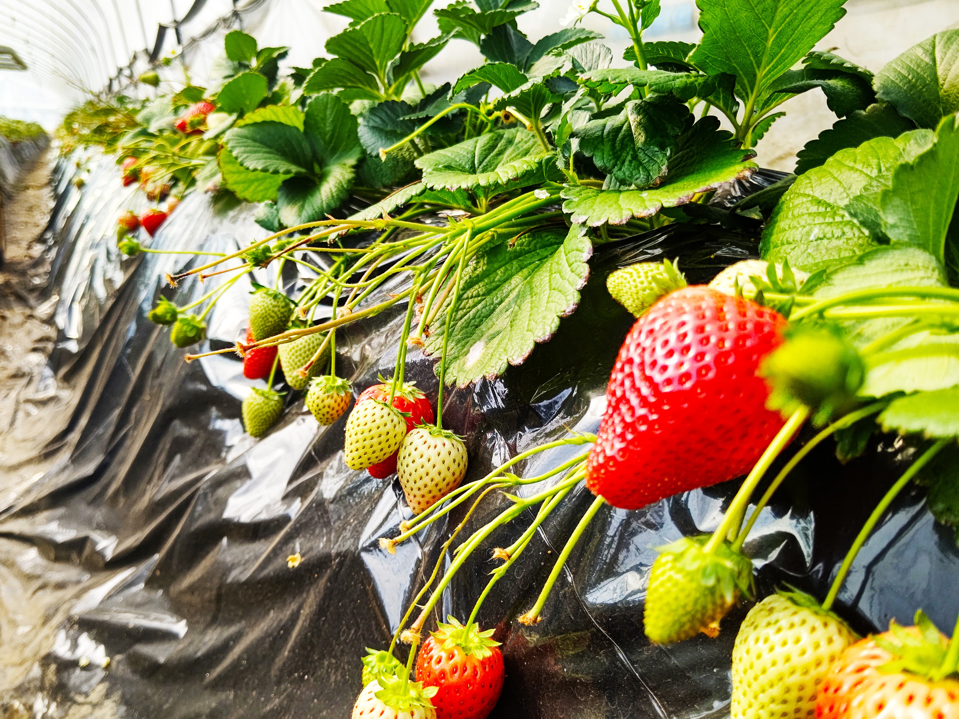【2/27発送分】<産地直送>細谷さんの朝摘み完熟いちご(紅のみ) /栃木県真岡産