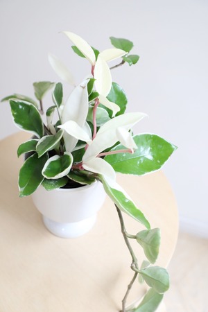 【S】ホヤ リップカラー/Hoya　