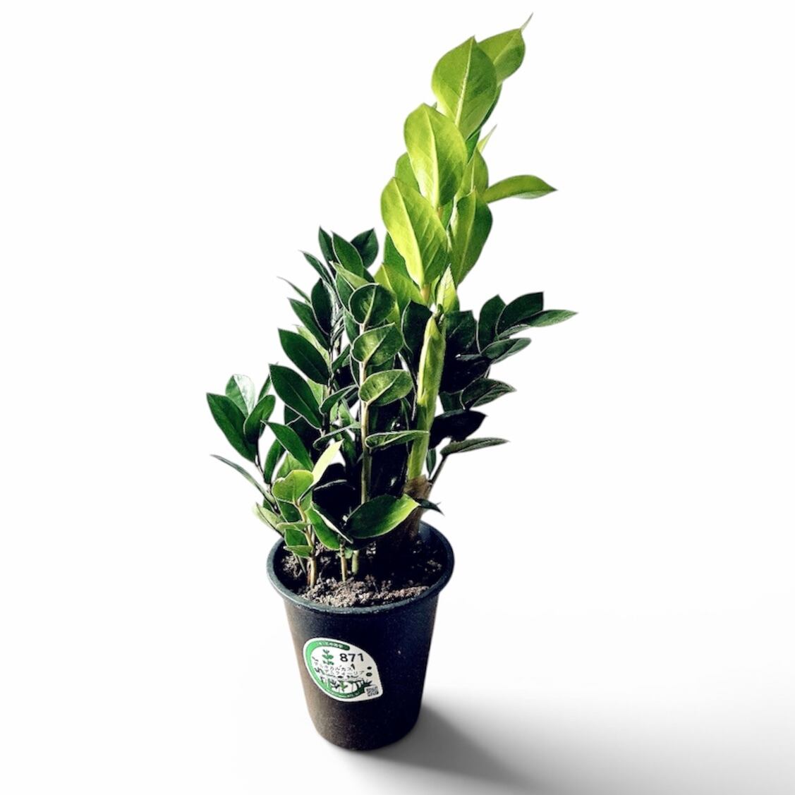 ストレリチア ノンリーフ ユンケア 希少 陶器鉢 ◎すぐ飾れる 観葉植物 ストレリチア ノンリーフ ユンケア 希少 陶器鉢 ◎すぐ飾れる | calm