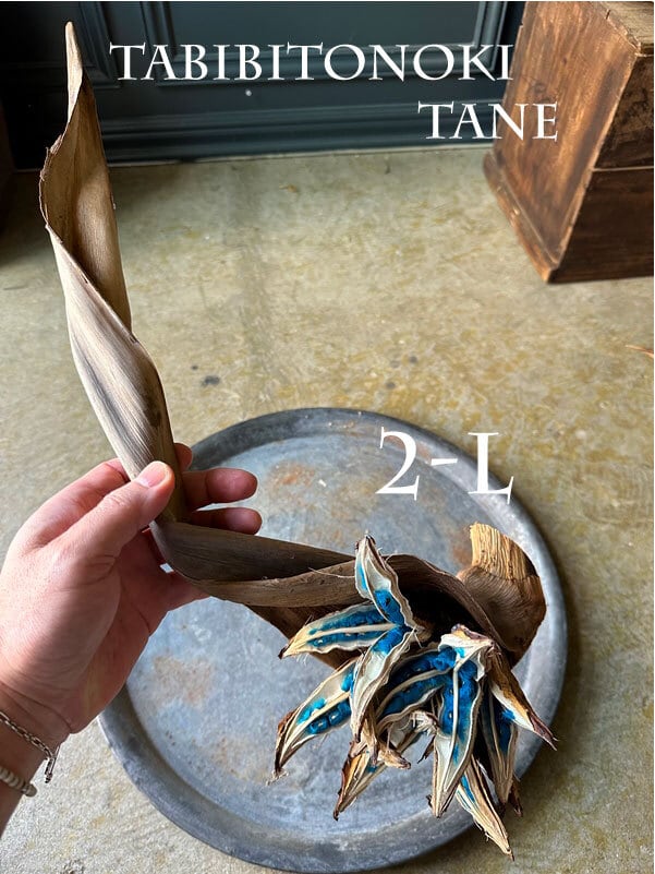 TABIBITONOKI NO TANE (旅人の木の種 葉付) ドライ LLサイズ | 遊園