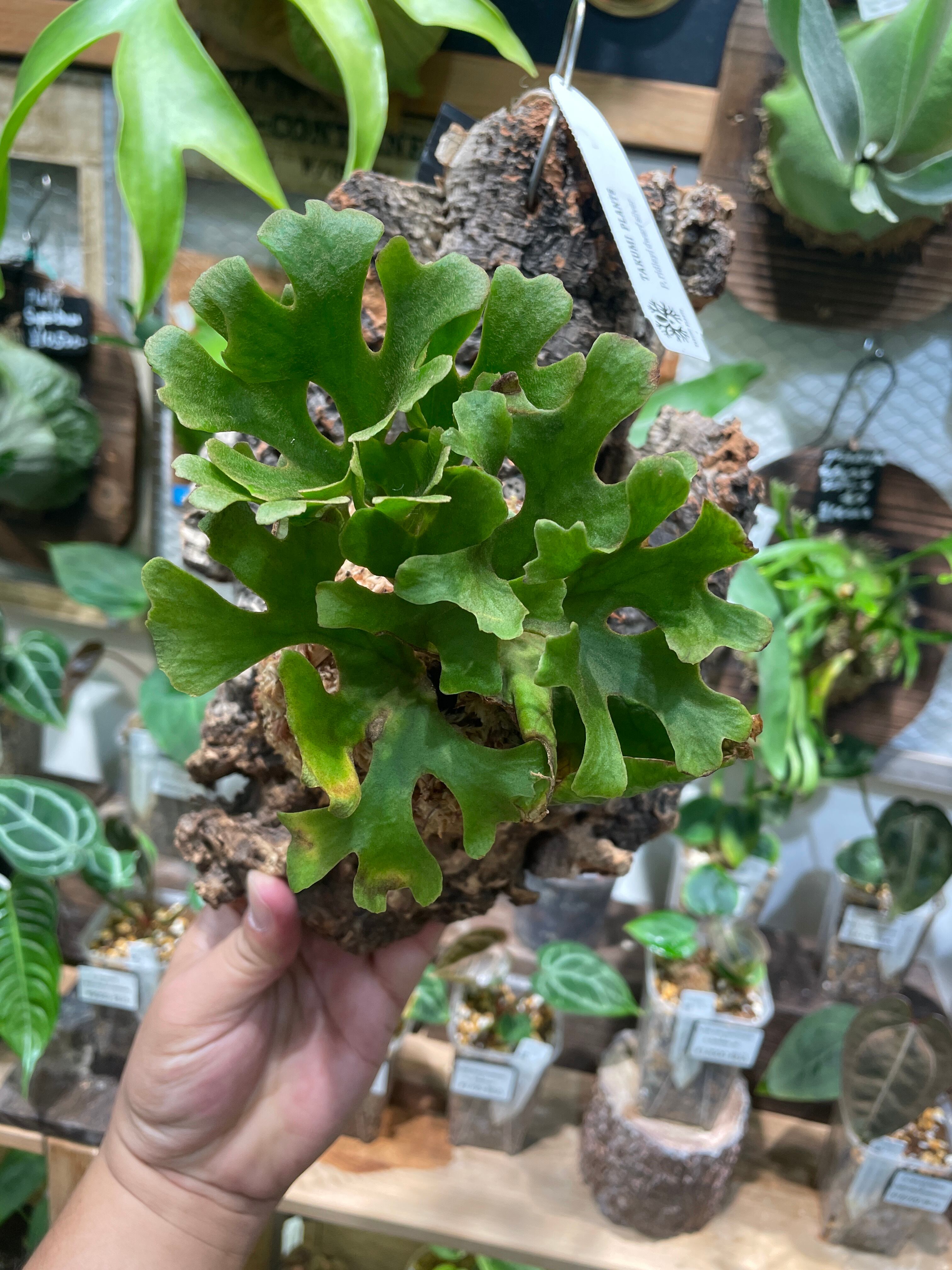 リドレイ ドワーフ シルバー 【公式通販】