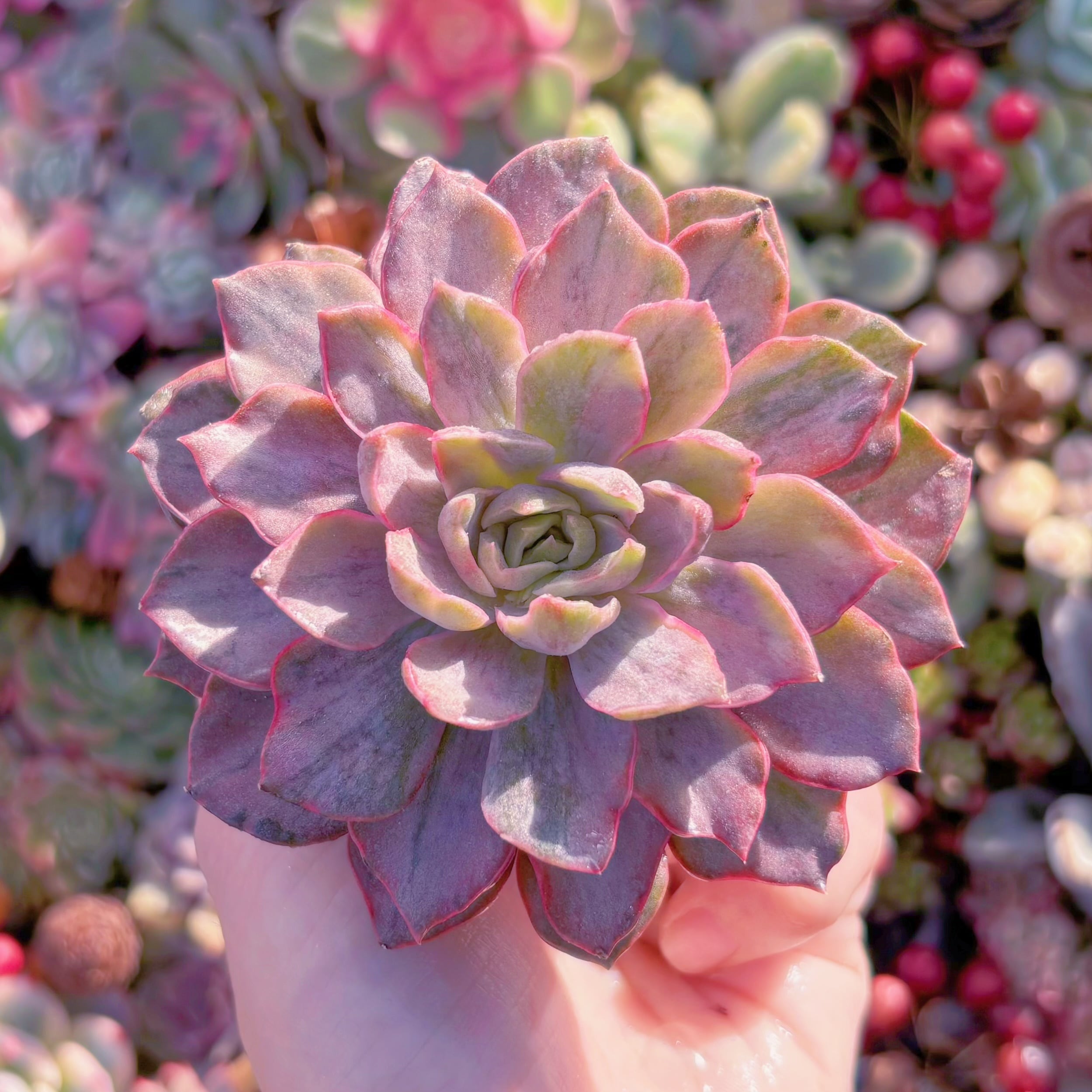 多肉植物　レディローズ錦　新入荷　るる農園