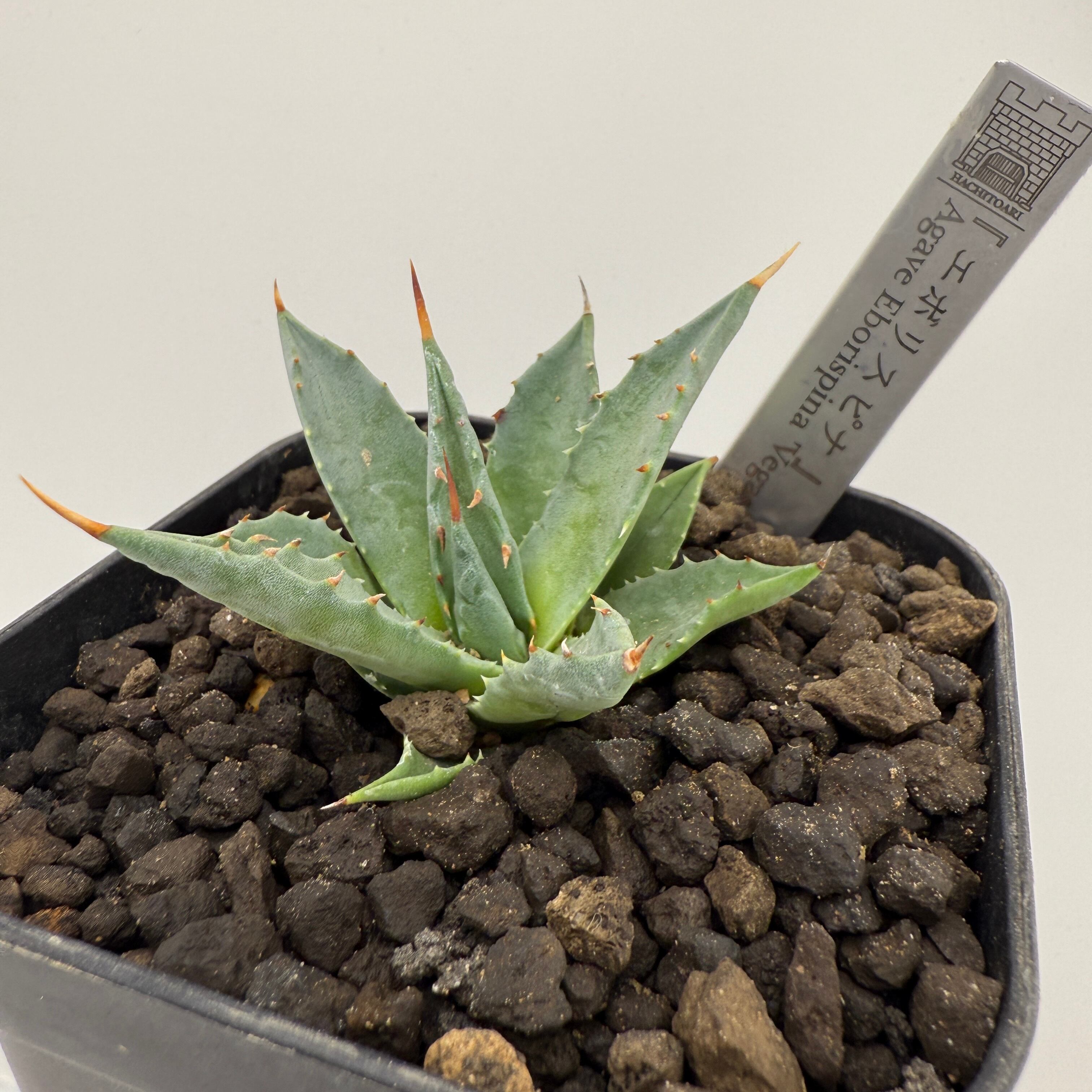 No.16 エボリスピナ Agave utahensis var. eborispina 'Vegas'