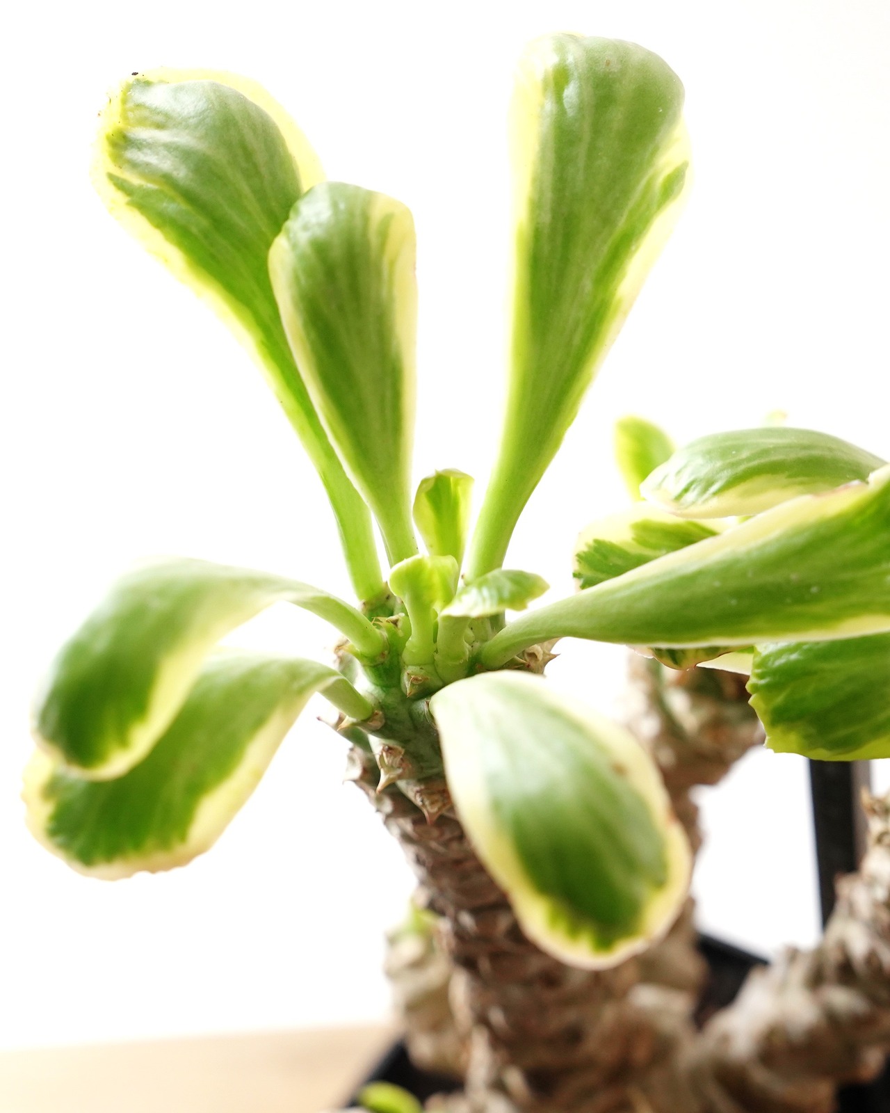発根済カット苗 ユーフォルビア ポイゾニー錦 XL 7頭群生 自根 Euphorbia poissonii f.variegata