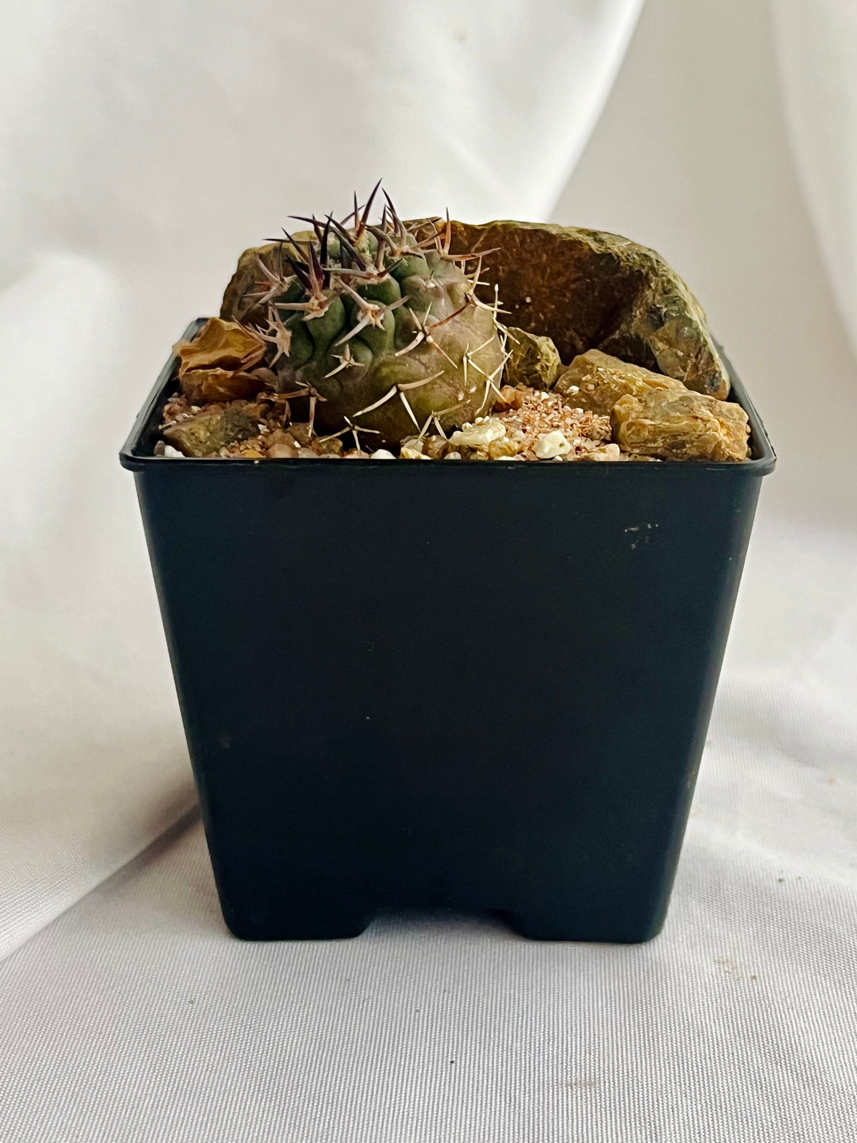 Eriosyce bulbocalyx エリオシケ ブルボカリックス サボテン | plants