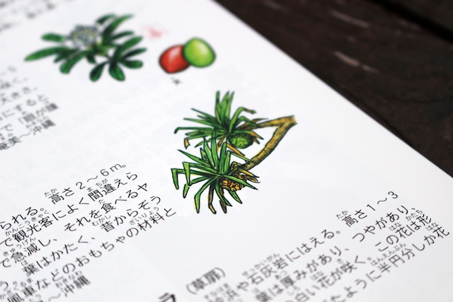 図鑑◆やんばる生きもの図鑑【改訂版】沖縄の森の生きもの・ゆうにーがイラストを描いた沖縄の図鑑です！