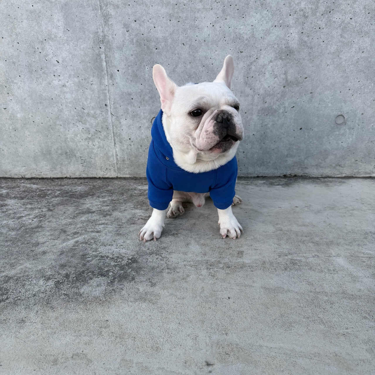 BUHI DAY THE 13 お面ちゃん パーカー（ストロングブルー） - 6