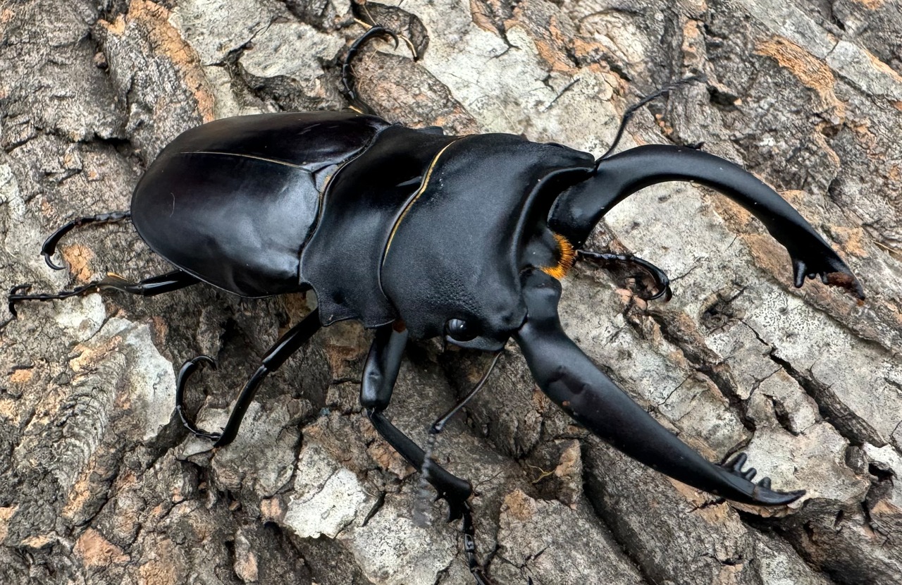 【WD】大型《ミンダナオアルケスツヤクワガタ 93.5mm A’品ペア》