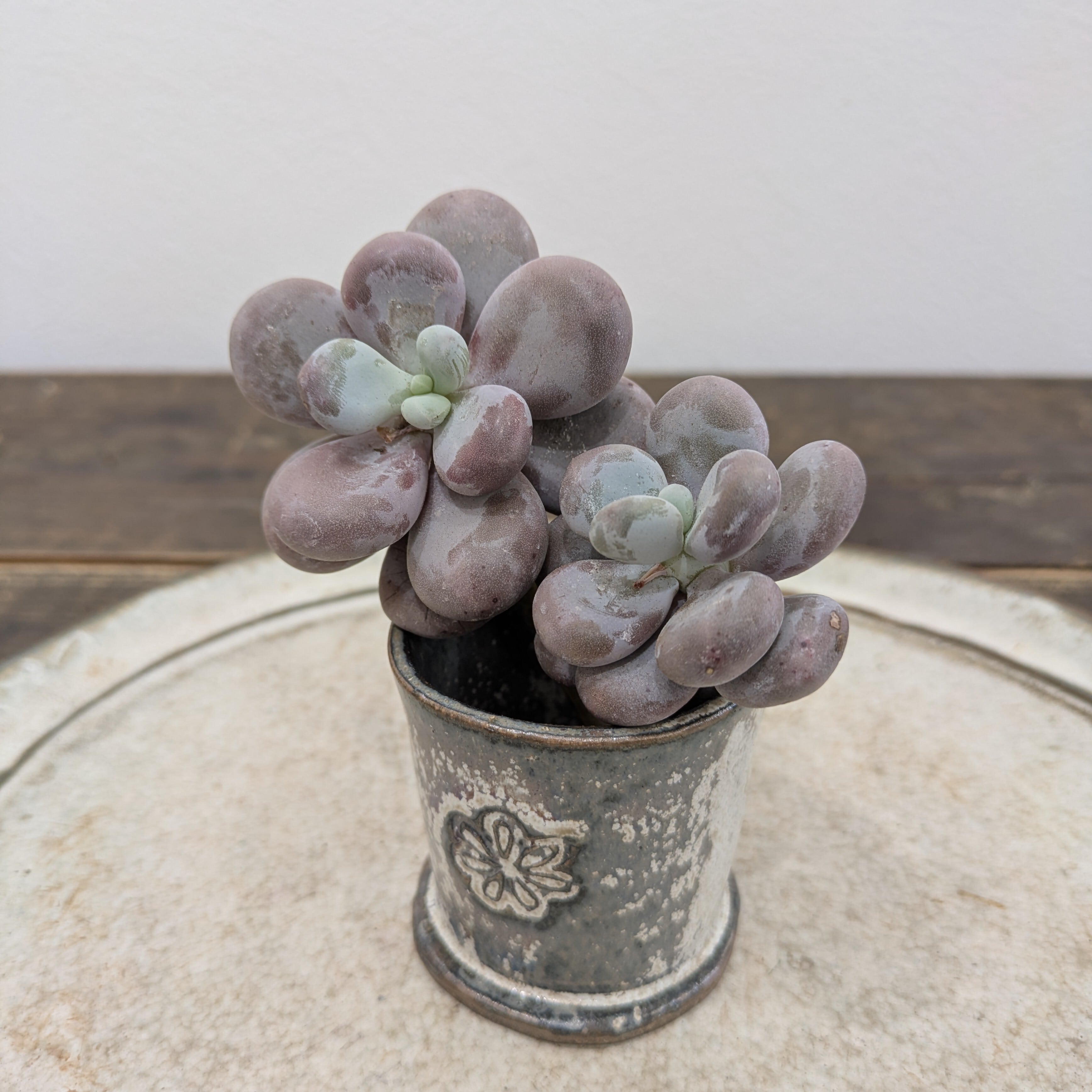 31#多肉植物アエオニウム錦❤️孔雀白錦❤️1大頭15cm拔き苗 Amazon.co.jp: D！！5多肉植物 孔雀白錦 アエオニウム 美苗 農園直売