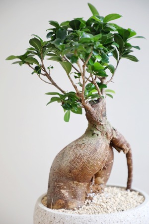 【M】ガジュマル/Ficus microcarpa