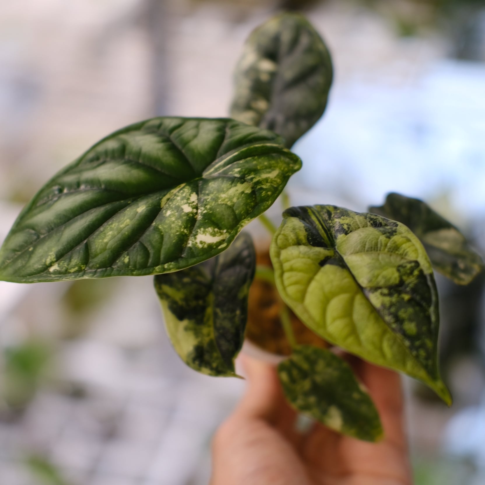 希少】Anthurium 'Michelle' / アンスリウム・ミシェル / 観葉 希少】Anthurium 'Michelle' / アンスリウム・ミシェル / 観葉